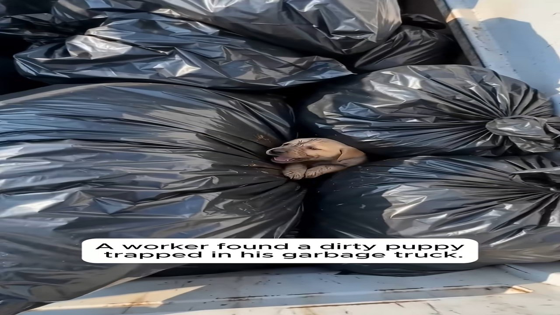 Full story here: T1408022_Tiny Puppy Was Hidden Between Heavy Garbage Bags