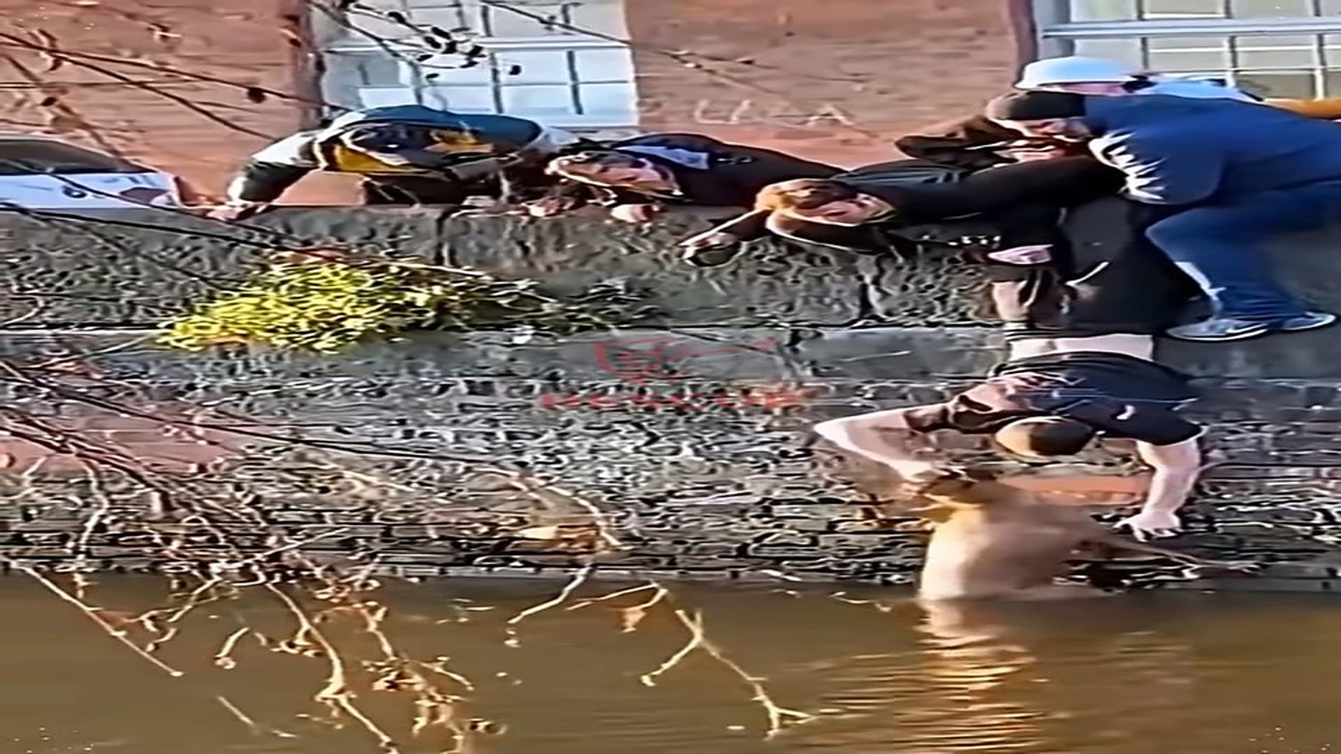 Full story here: T1408021_Strangers United to Save Dog Water