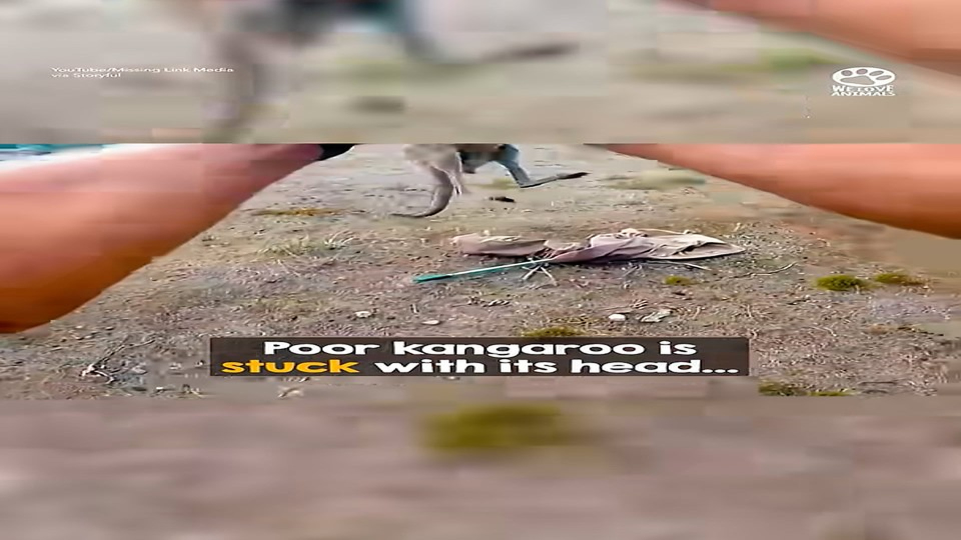 Full story here: T1408001_Brave Men Rescue Kangaroo
