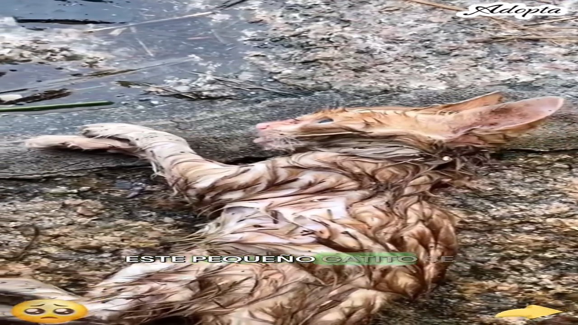 Full story here: T1808026_Injured Animal Finally Receives Help