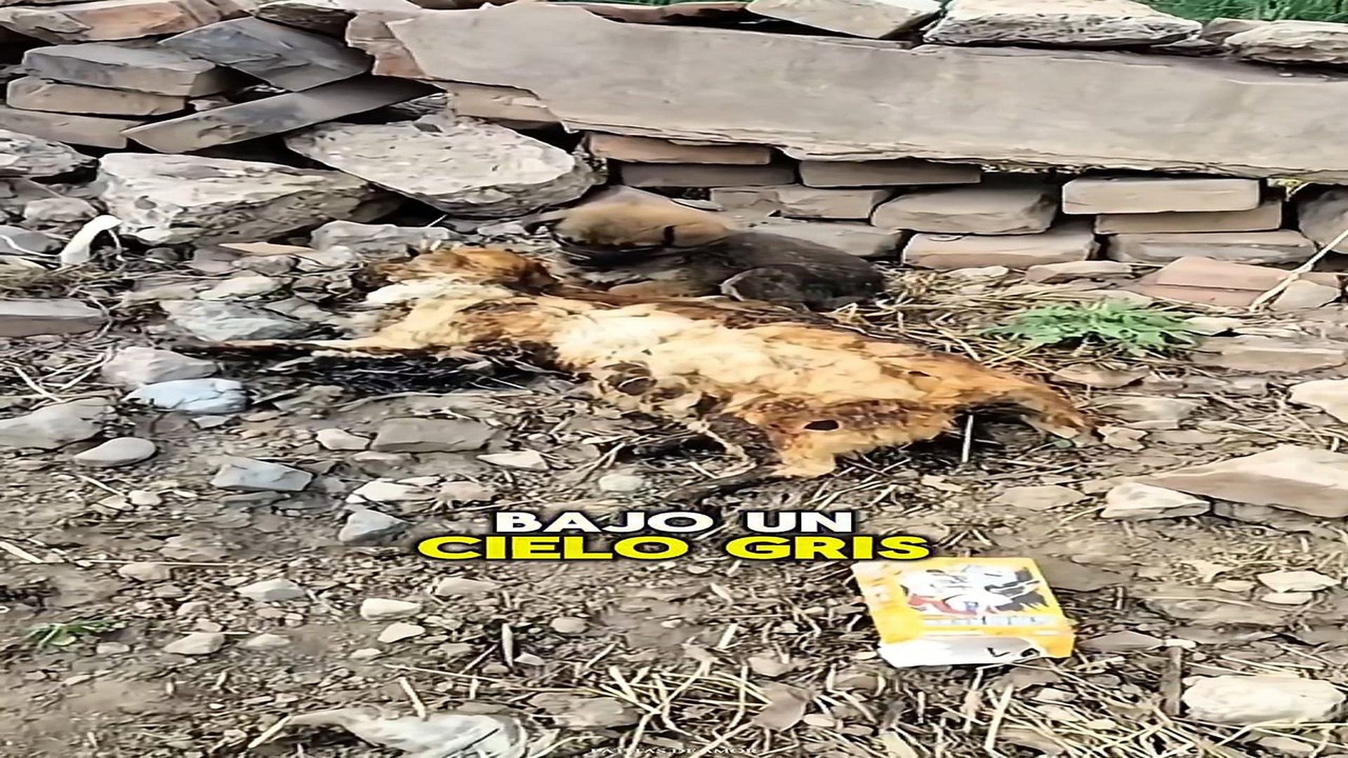 Full story here: T1808025_Lost Animal Waits Quietly For Rescue