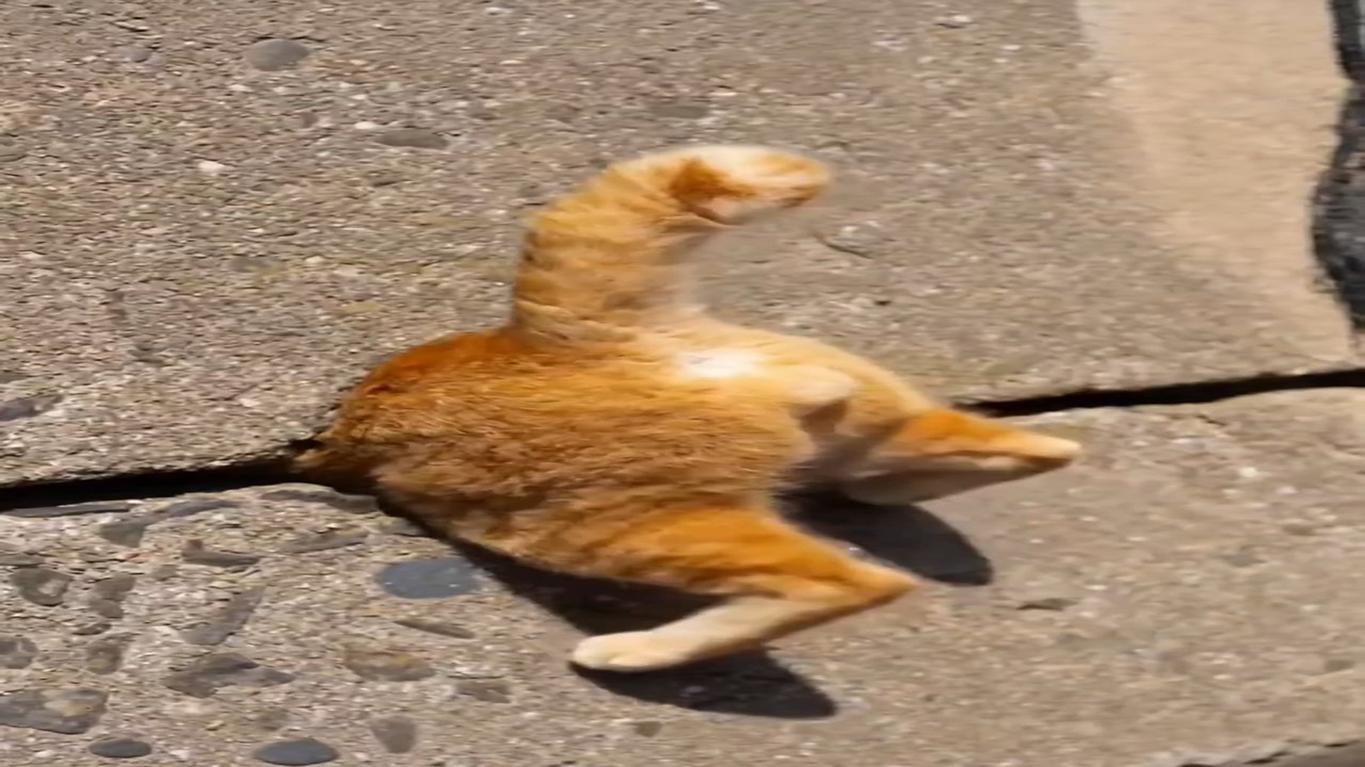 Full story here: T1808018_Poor Animal Cries Until Help Finally Arrives