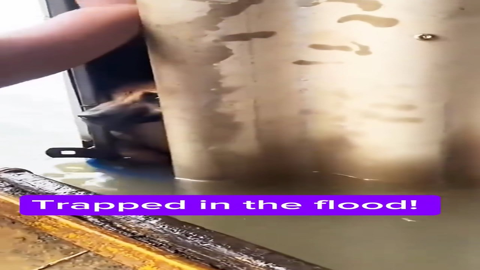 Full story here: T1808016_Scared Animal Gets A Second Chance At Life
