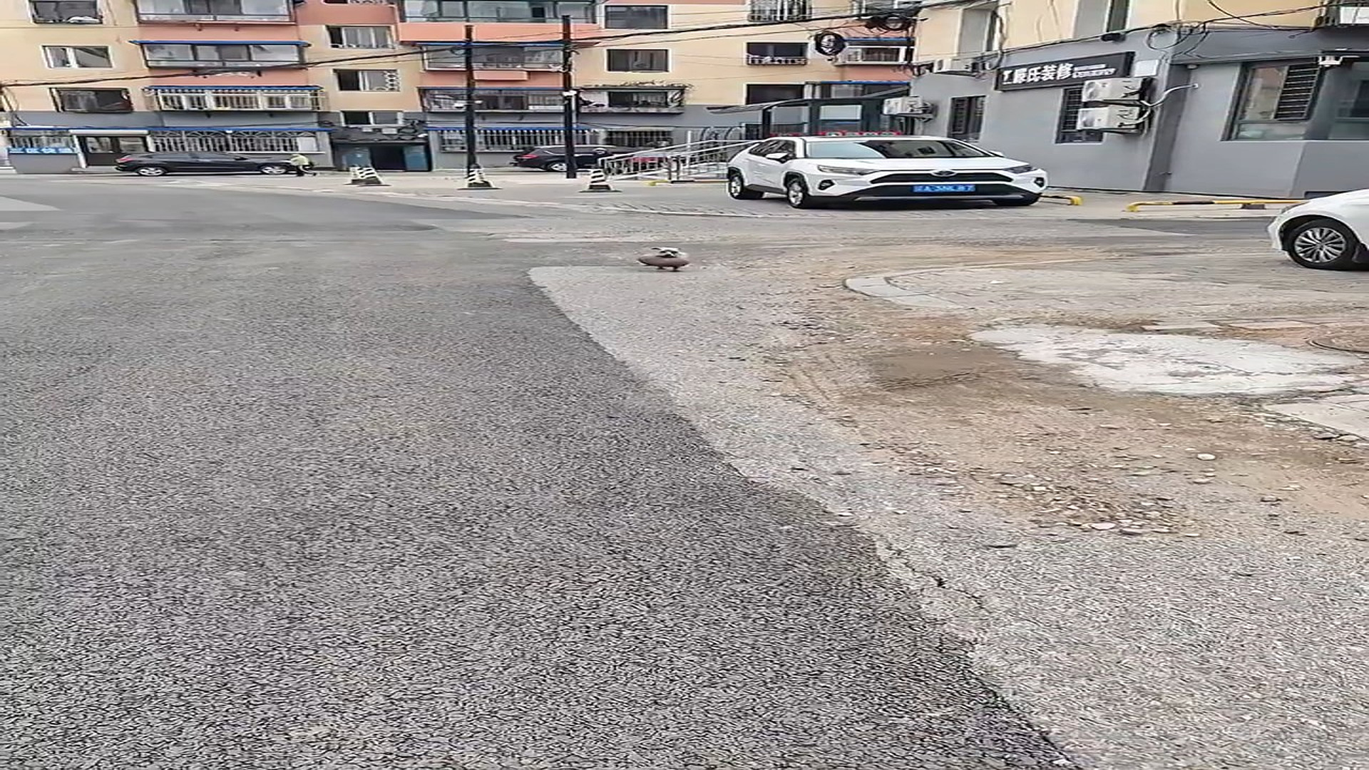 Full story here: T1808013_Rescue Team Finds An Animal In Desperate Condition