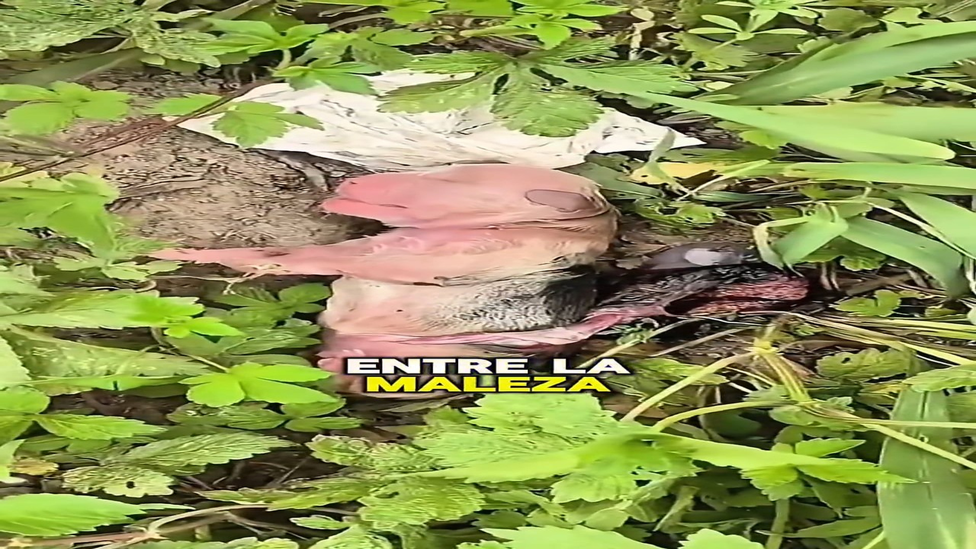 Full story here: T1808011_Helpless Animal Found In A Dangerous Place