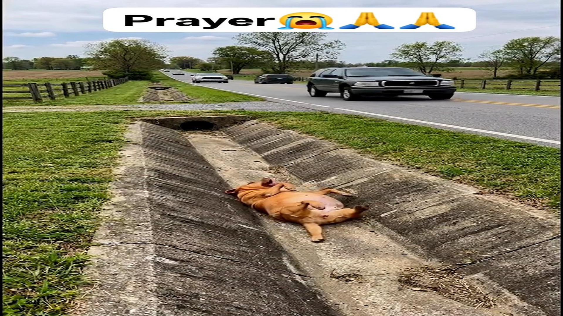 Full story here: T1808008_Injured Animal Finally Receives Help