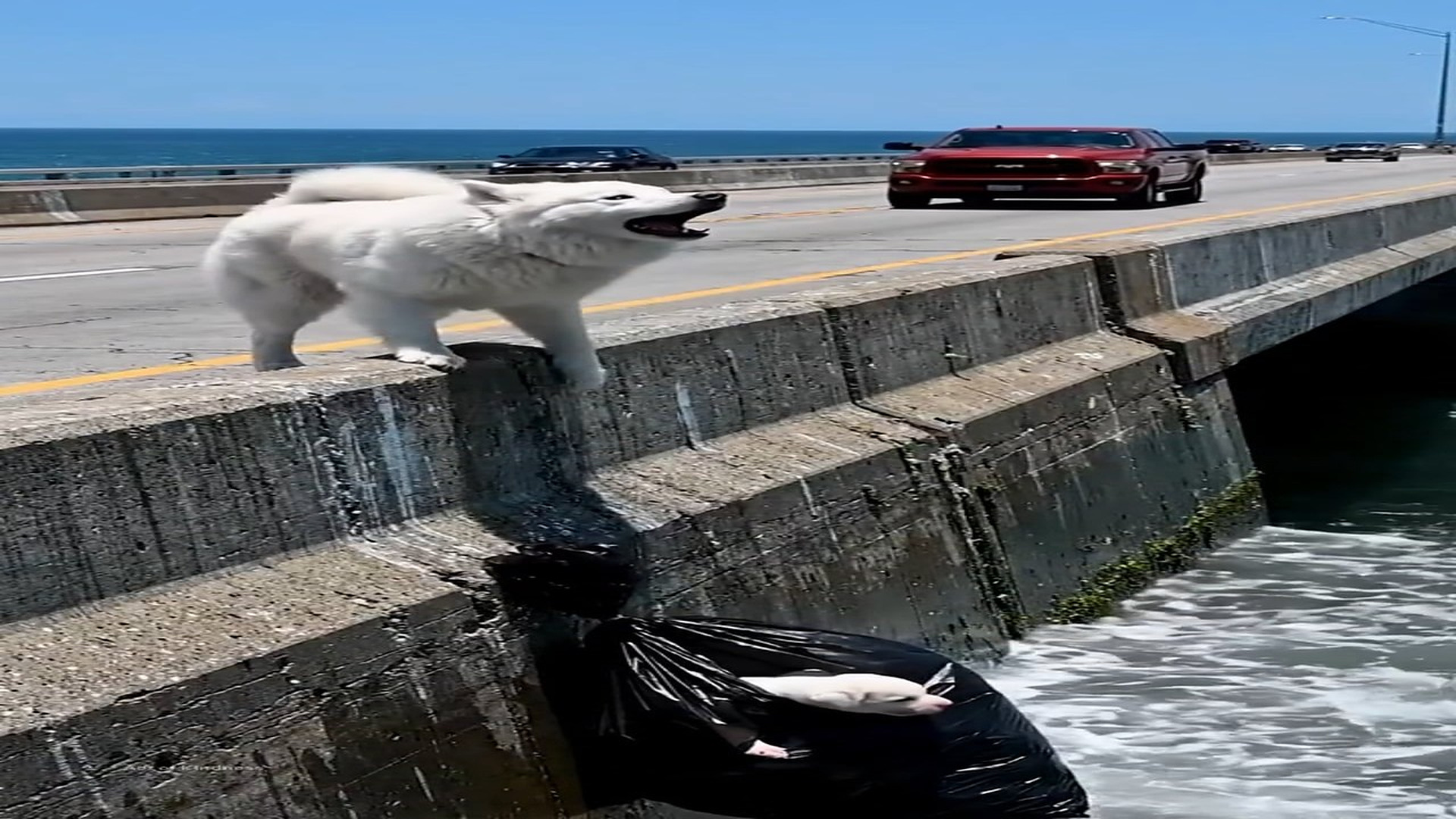 Full story here: T1808033_Lost Animal Waits Quietly For Rescue