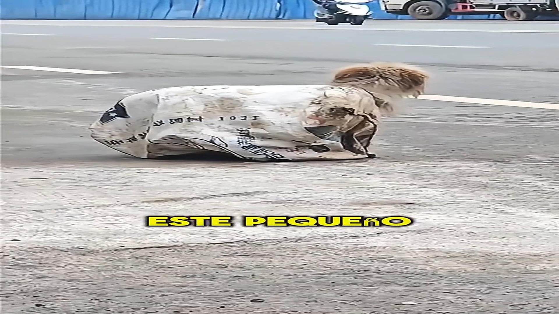 Full story here: T1808032_A Scared Animal Finally Learns To Trust Again