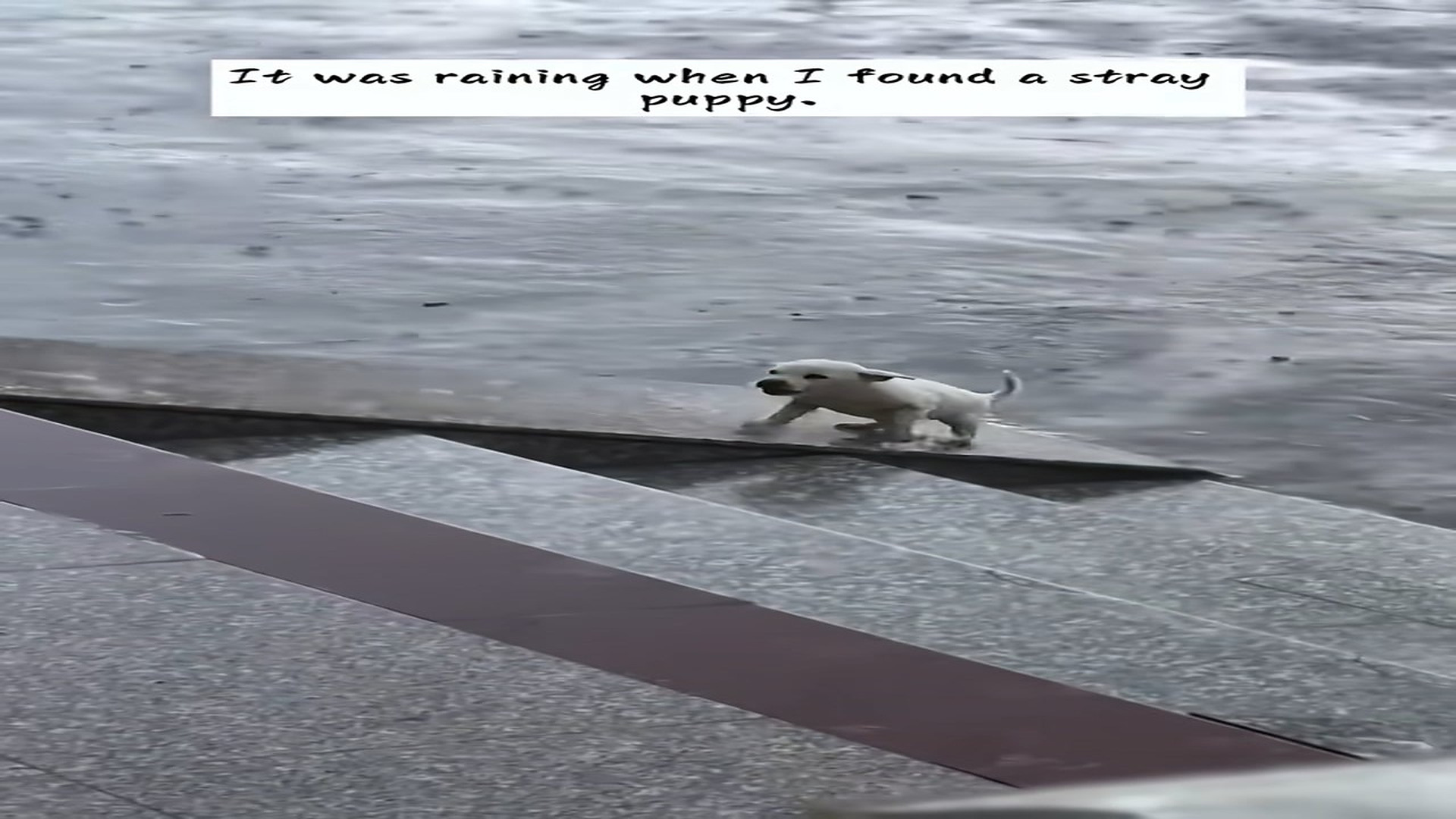 Full rescue here: T2008033_It was raining when found stray puppy.It was struggling to climb