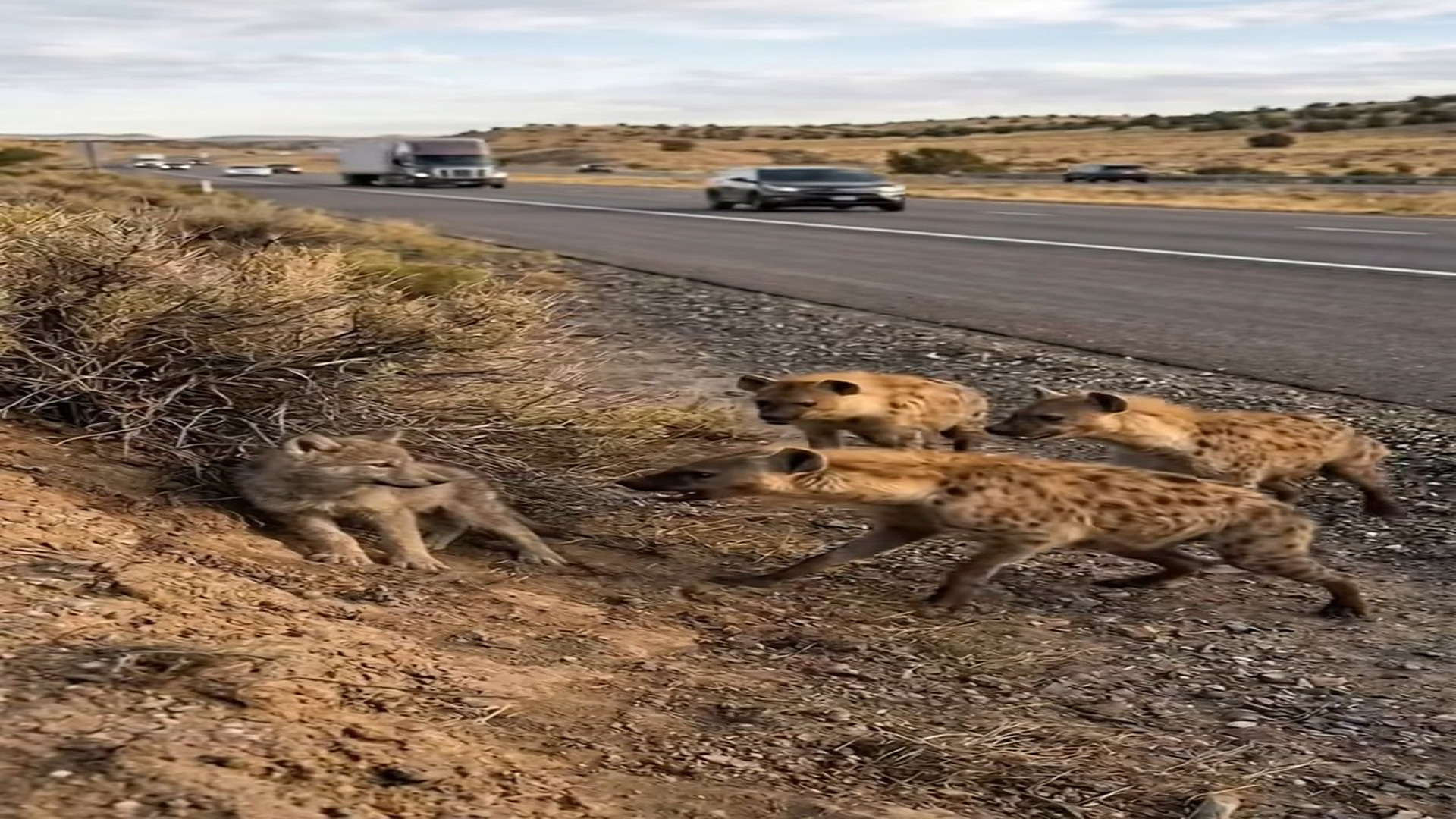 Full rescue here: T2008032_helpless baby wolf was attacked by pack of hyenas beside road
