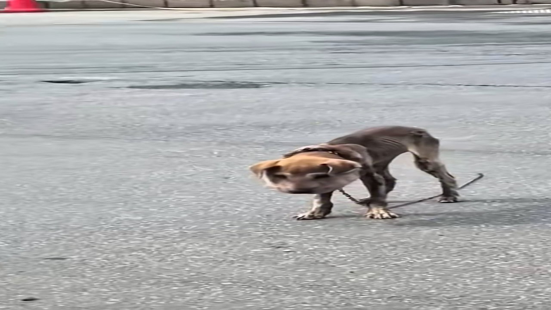 Full rescue here: T2008011_Abandoned Animal Finally Finds Hope