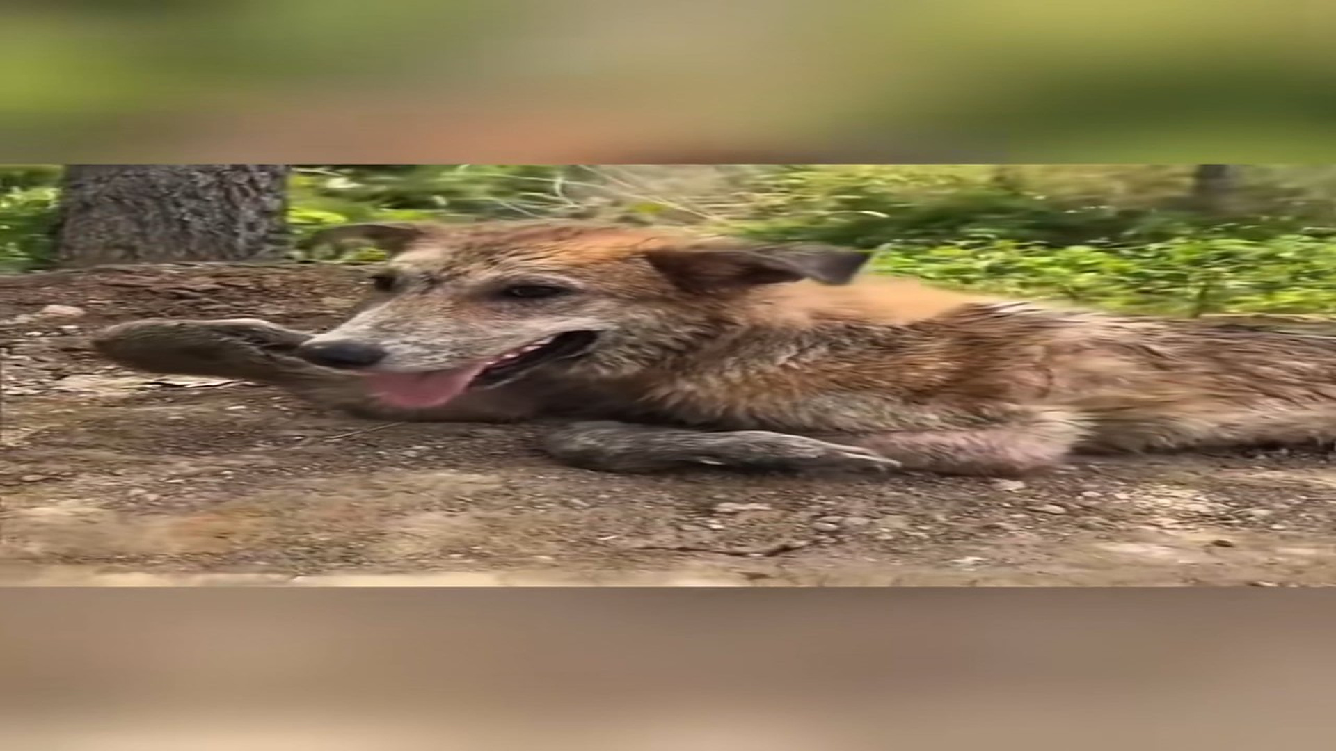 Full rescue here: T2008010_Abandoned Animal Saved From A Terrible Situation