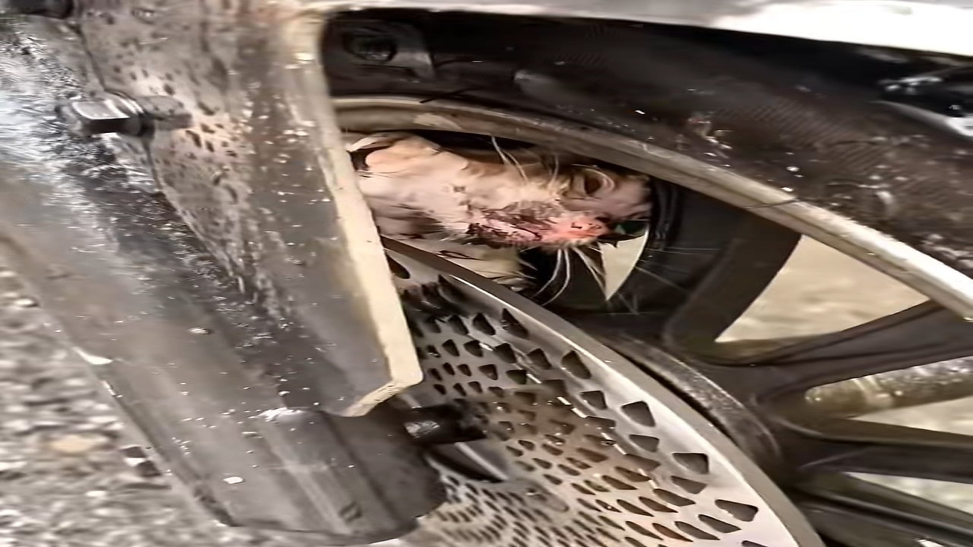 Full rescue here: T2008002_Emotional Animal Rescue That Changed Everything
