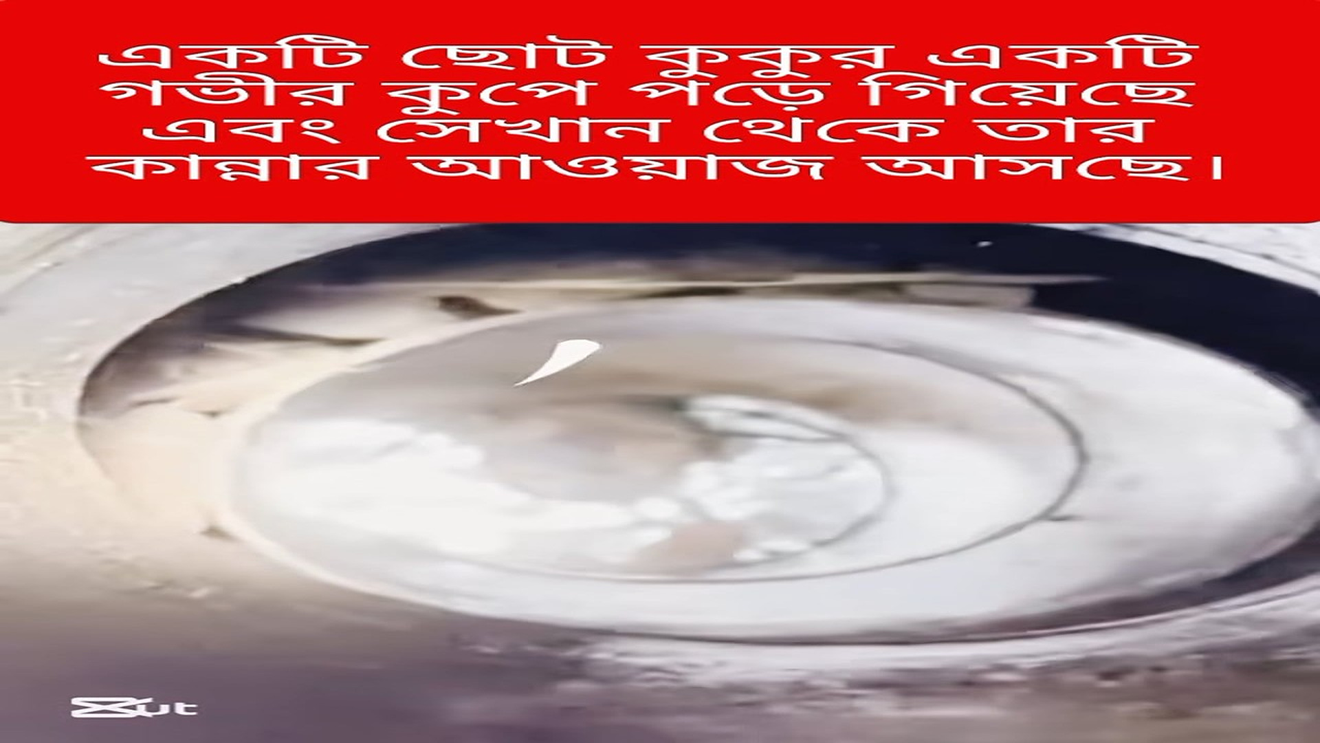 Full rescue here: T2308016_Rescue Team Brings Hope To A Helpless Animal