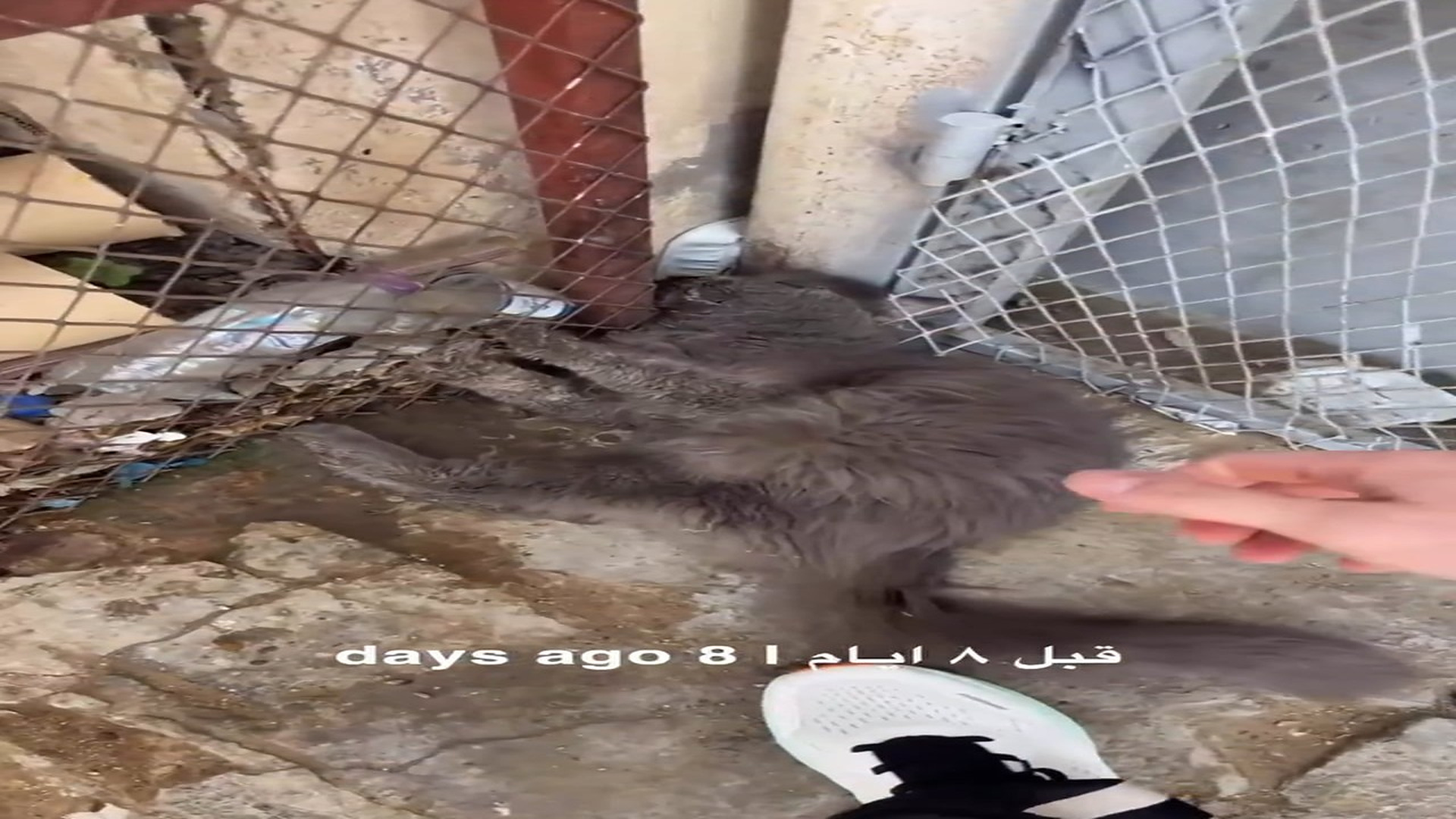 Full rescue here: T2308009_Forgotten Animal Finally Gets The Help It Needed