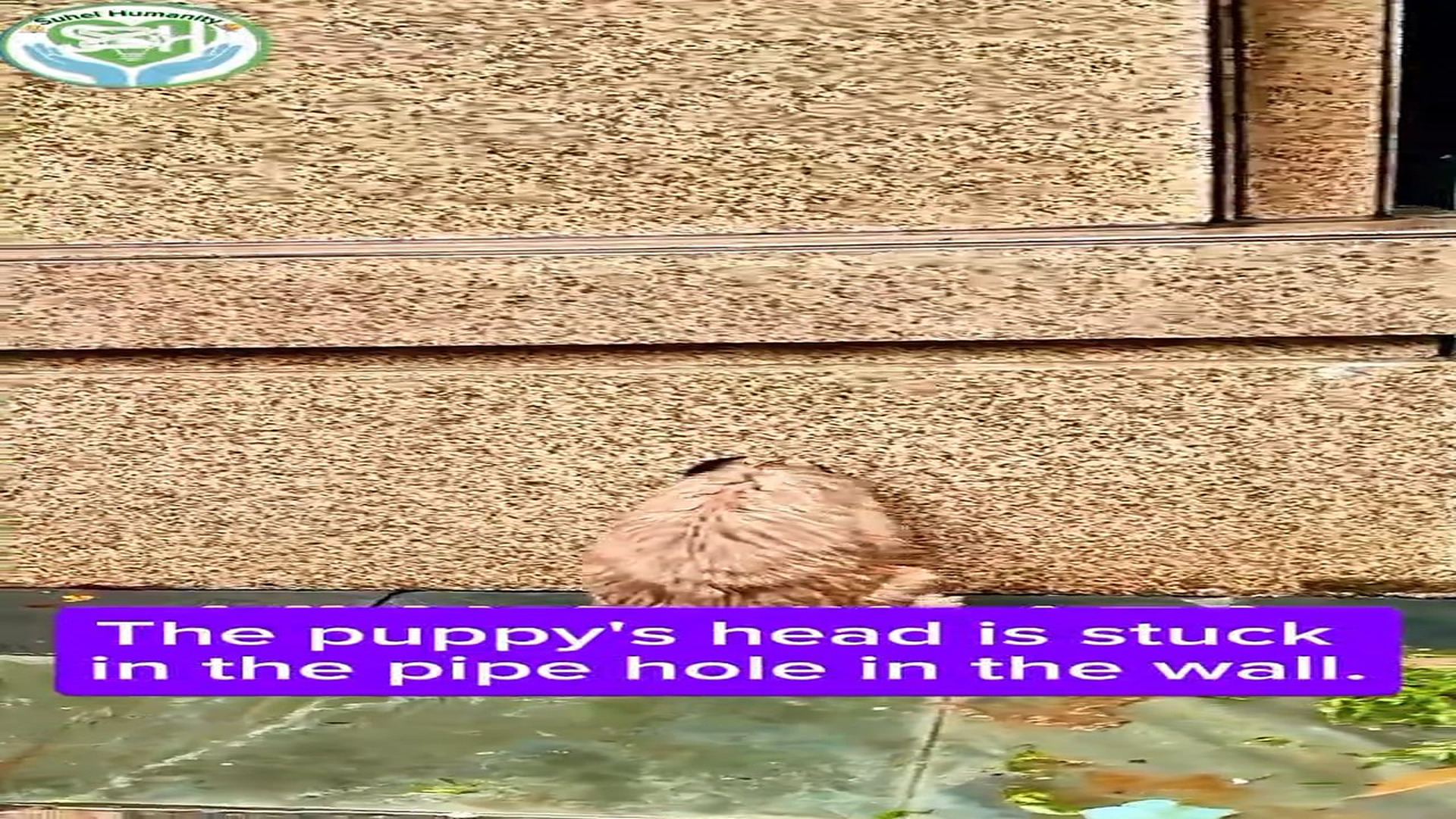 Full rescue here: T2308006_Helpless Animal Found Alone In The Rain