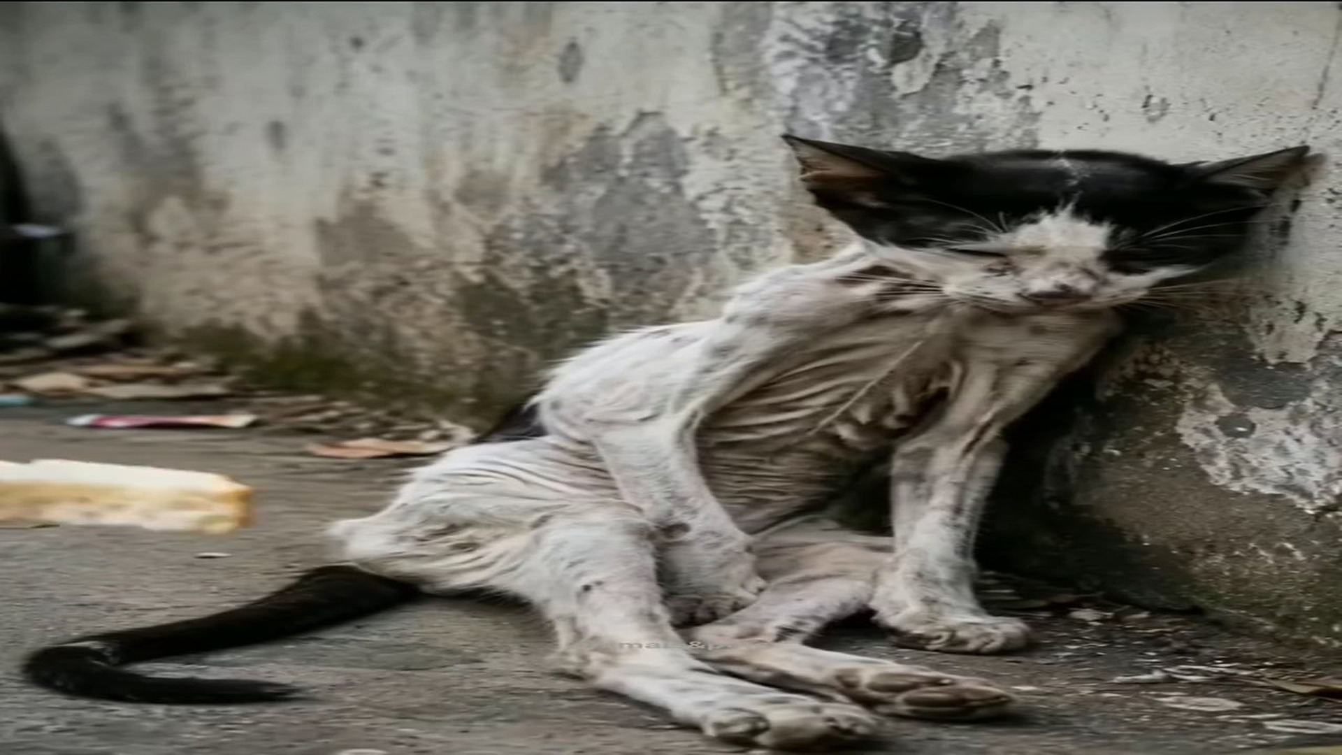 Full rescue here: T2308003_A Weak Animal Finally Finds Safety