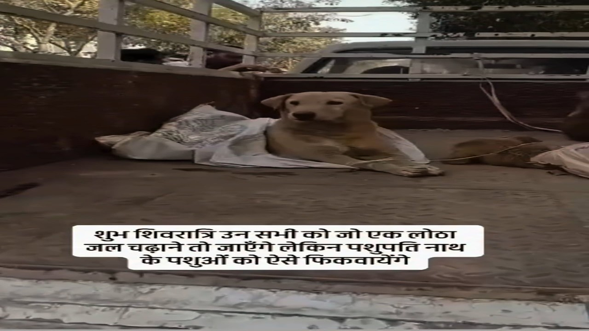 Full rescue here: T2308002_Heartbreaking Rescue Of A Helpless Animal
