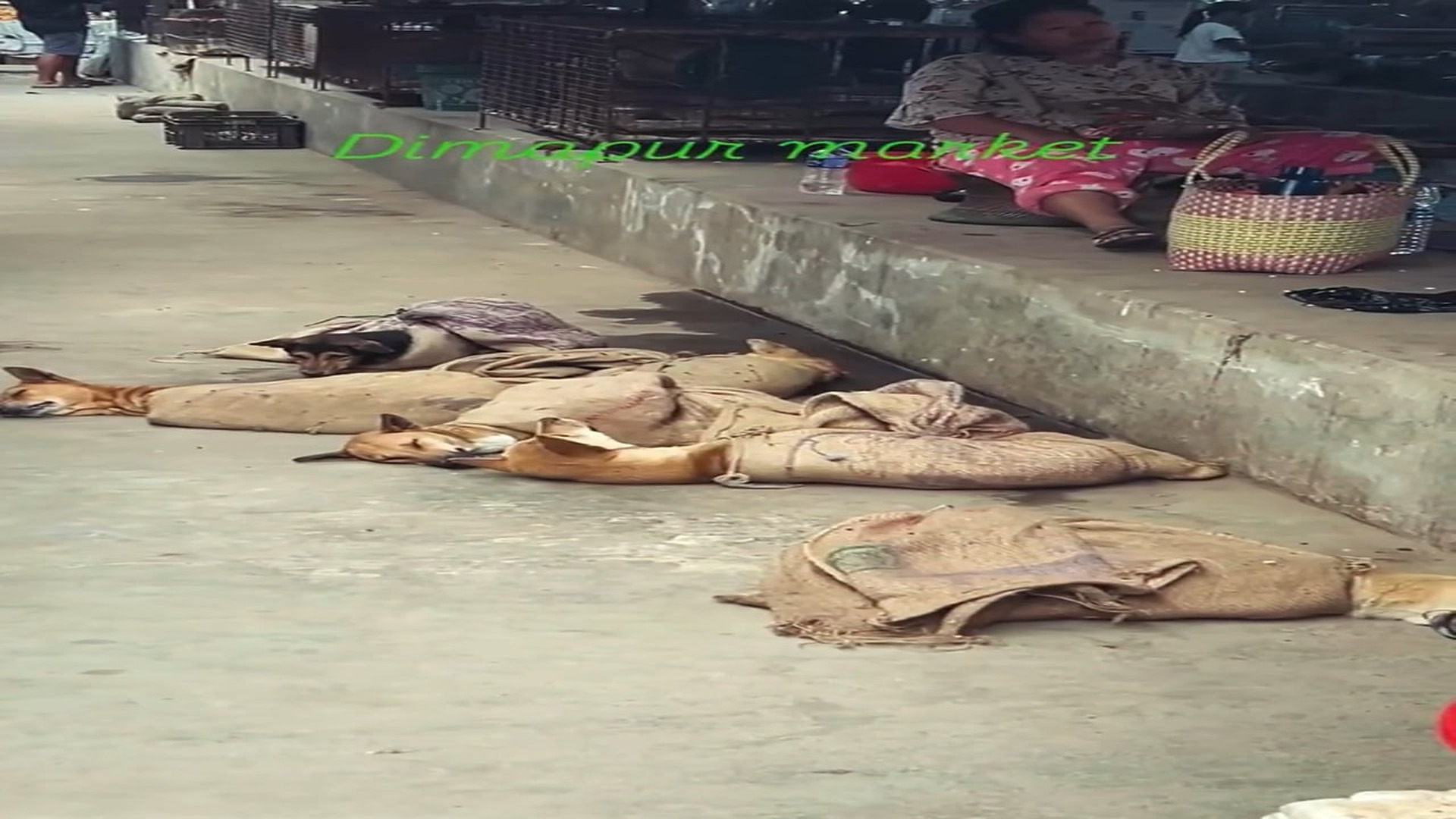 Full rescue here: T2308001_This Rescue Gave A Helpless Animal A New Life