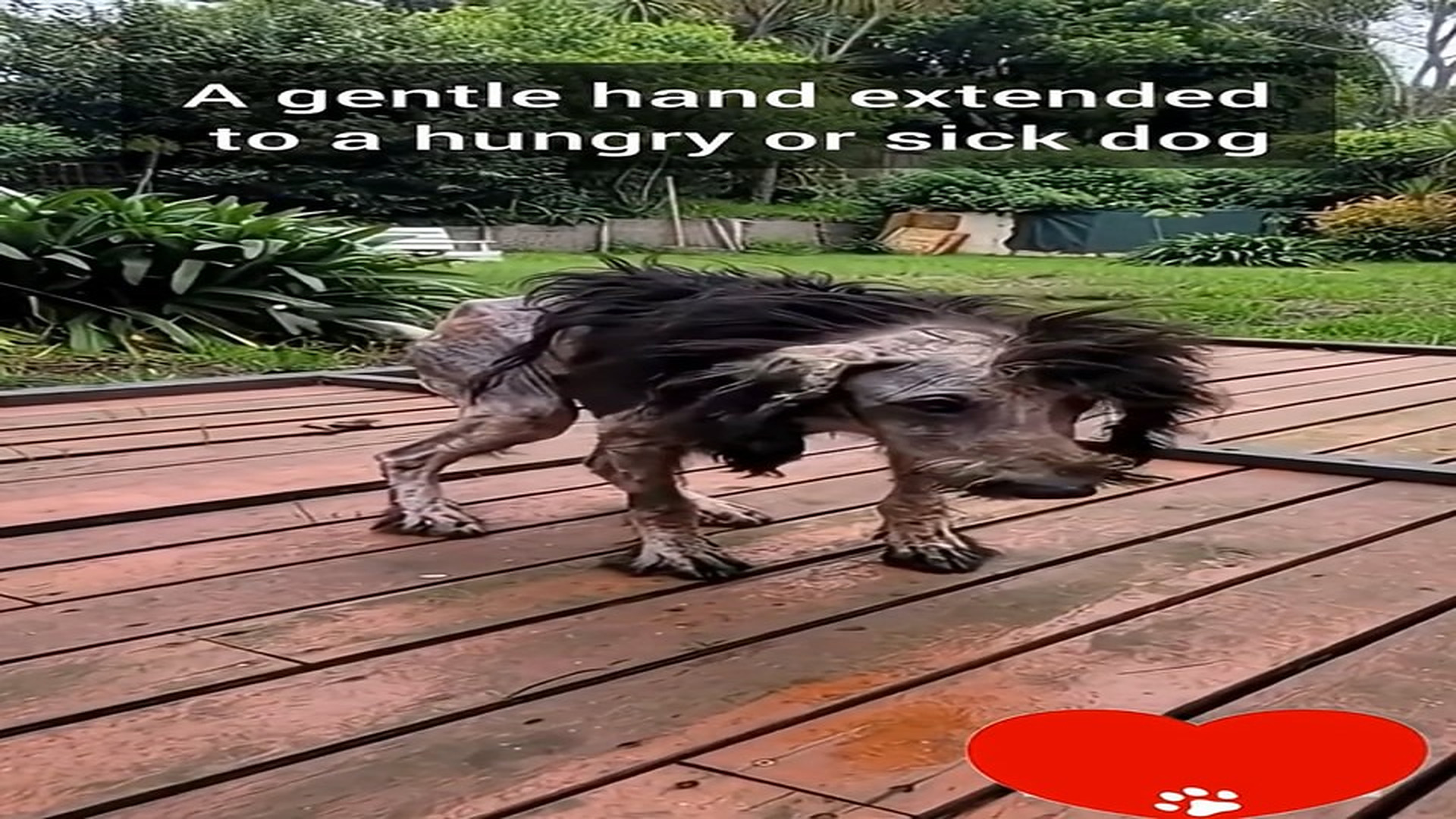 Full rescue here: T2508025_Gentle Hand to Hungry Dog Small Act of Kindness Returns as