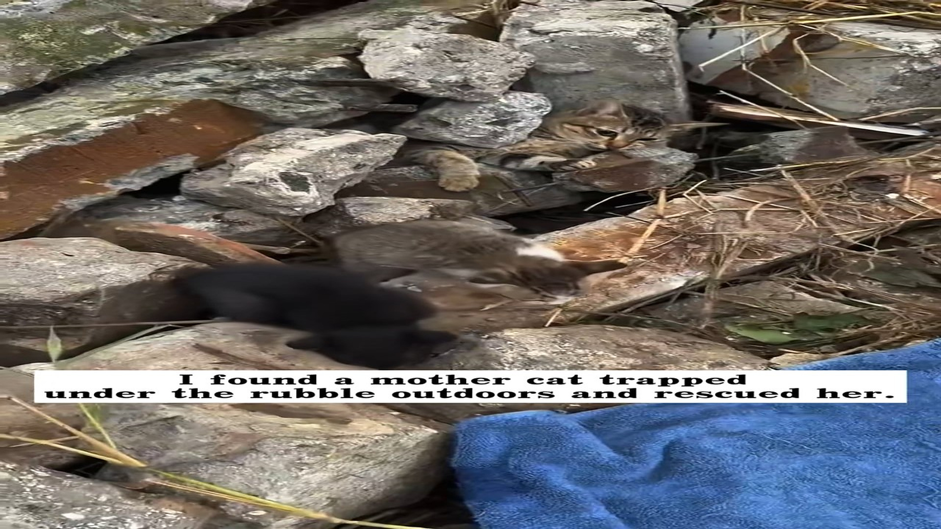 Full rescue here: T2508024_found mother cat trapped under rubble outdoors rescued he