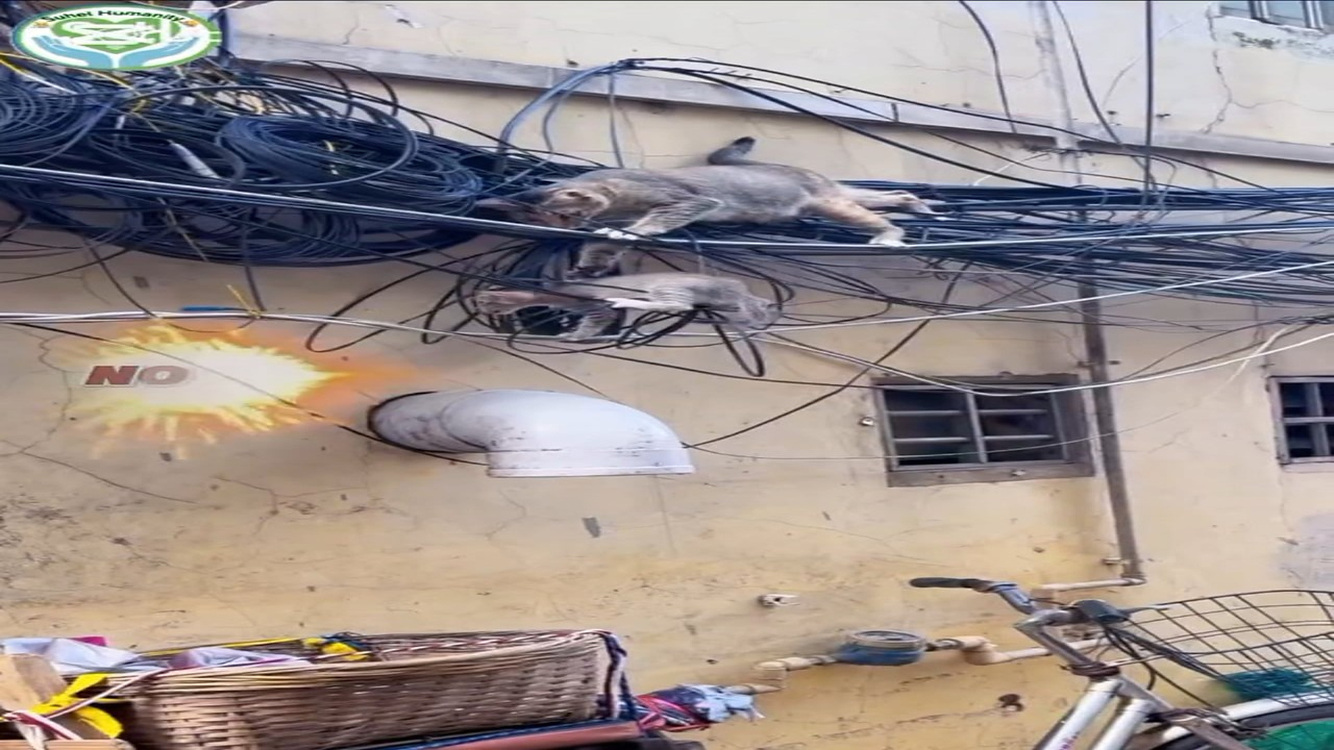 Full rescue here: T2508017_Rescuers Find An Animal Fighting To Survive