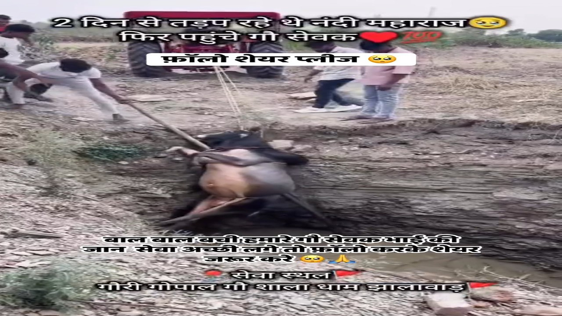 Full rescue here: T2508013_Helpless Animal Finally Gets A Chance To Heal