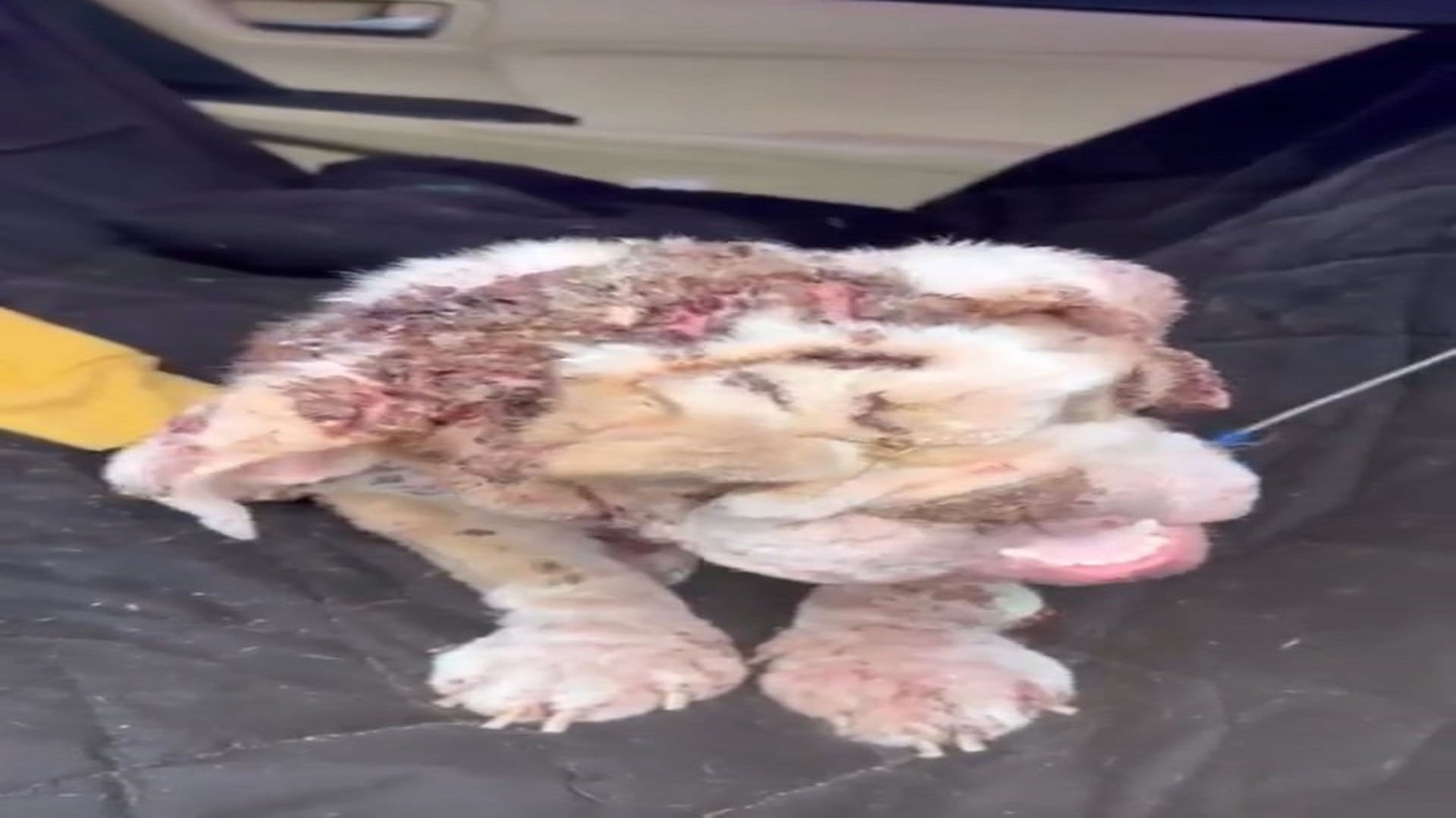 Full rescue here: T2508001_Poor Animal Could Barely Move Before Rescue