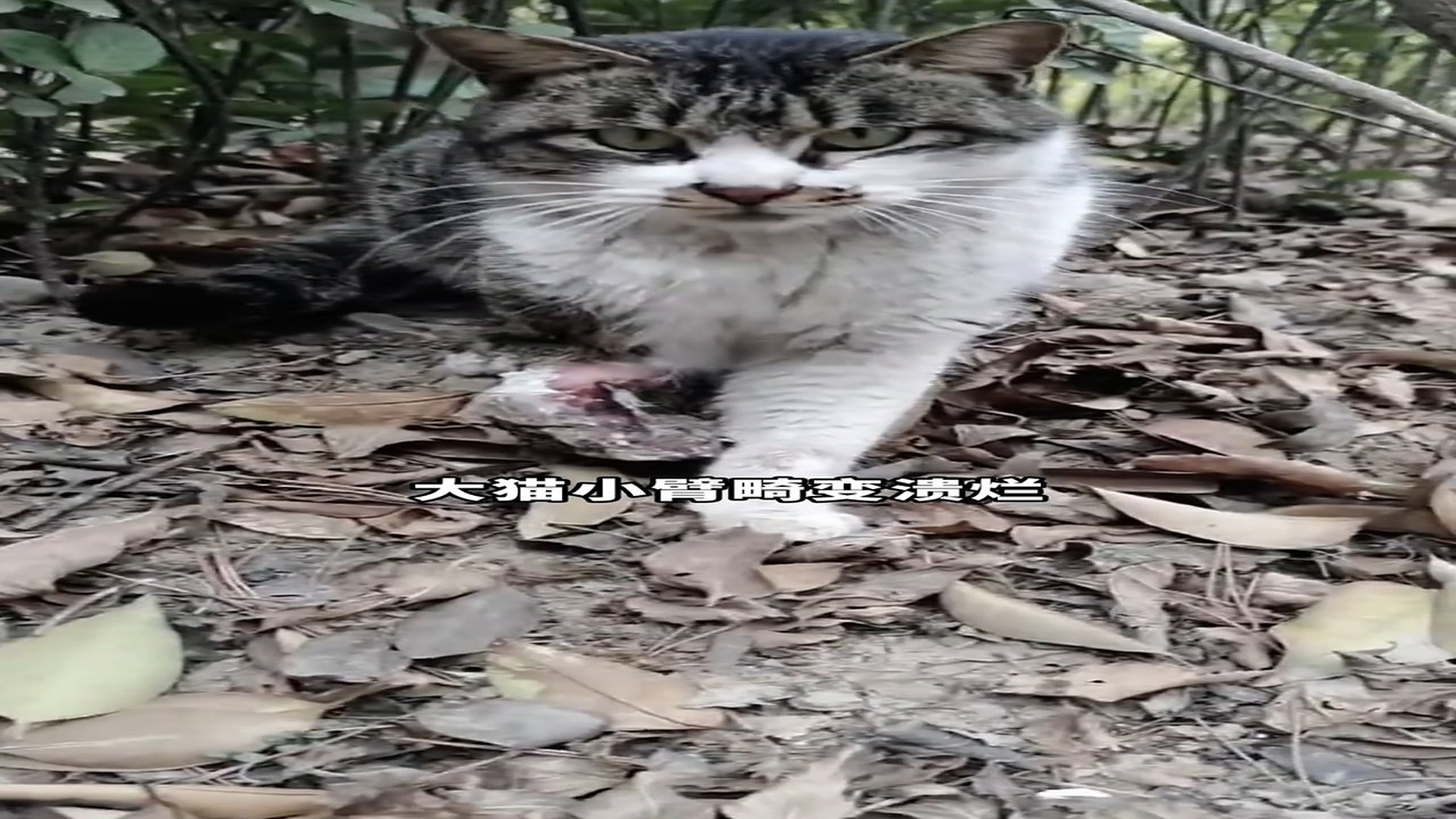 Full rescue here: T2508041_Rescue little cat