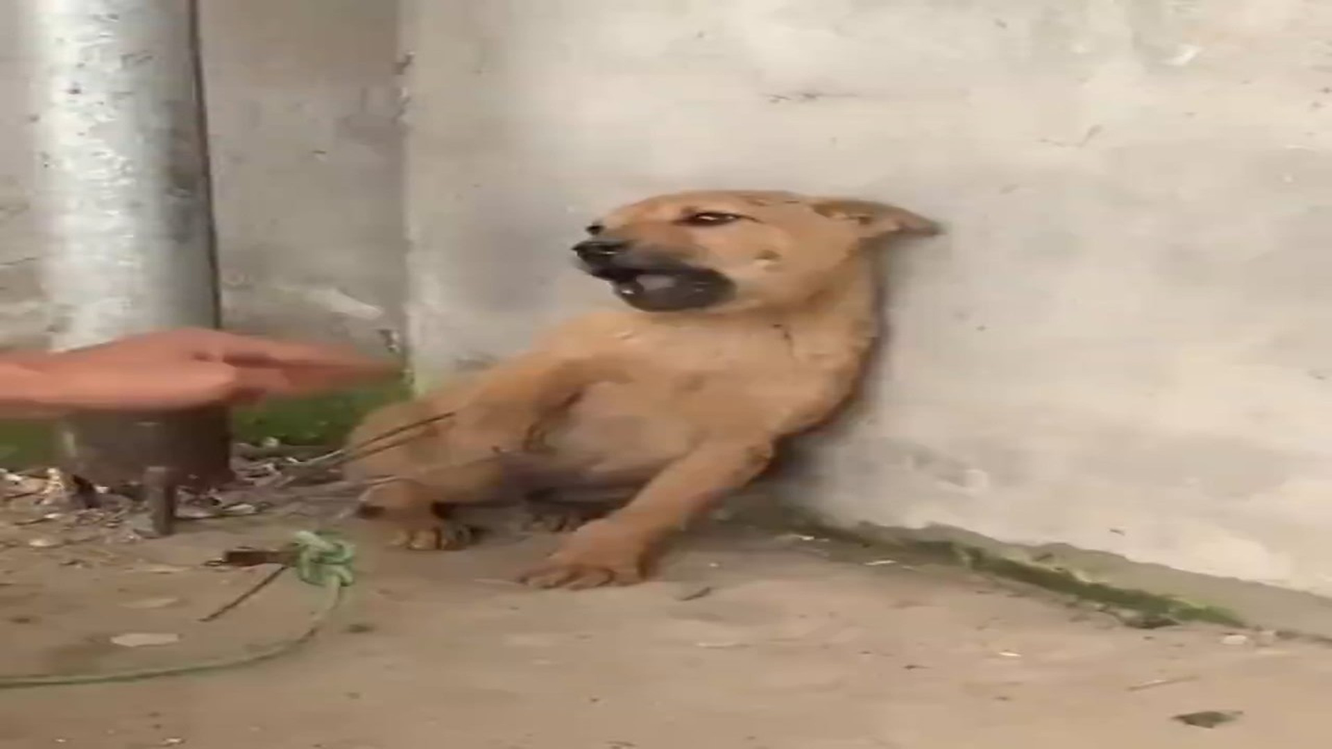 Full rescue here: T2508039_Trapped Tormented Turned Fierce, Until We Helped !