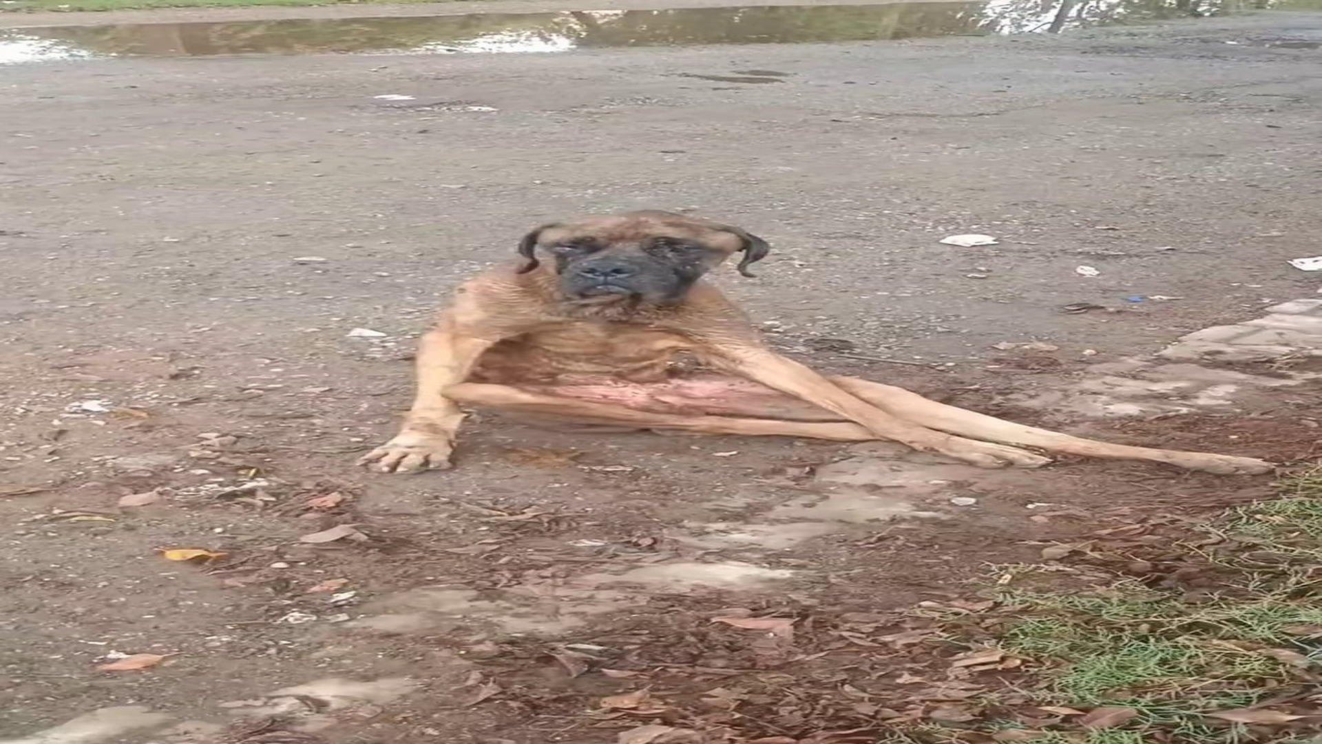 Full rescue here: T2508037_Some people have also donated dog has now been rescued. Shar