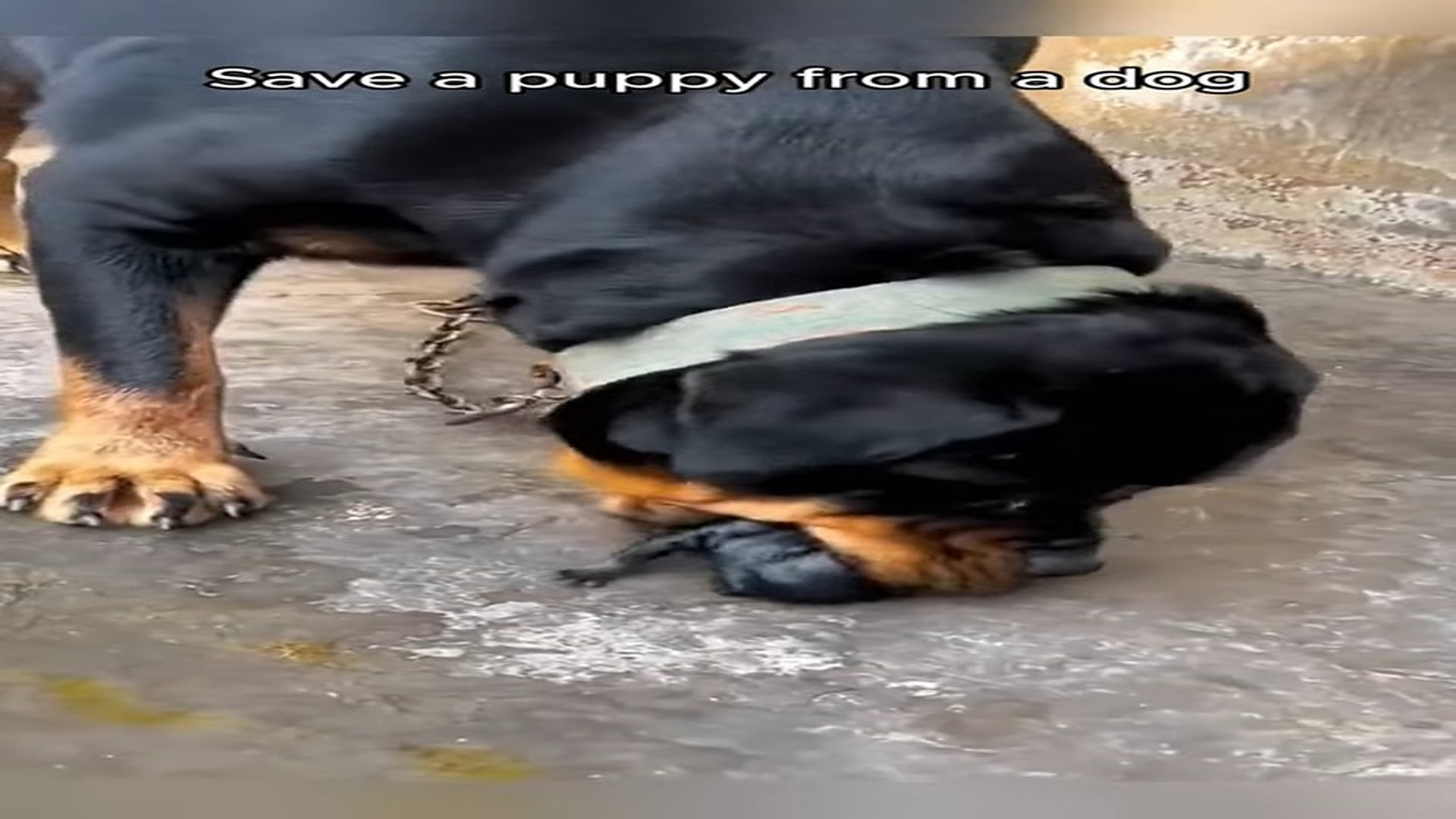 Full rescue here T0109028_A kind family saved a dying puppy and then…… (1)