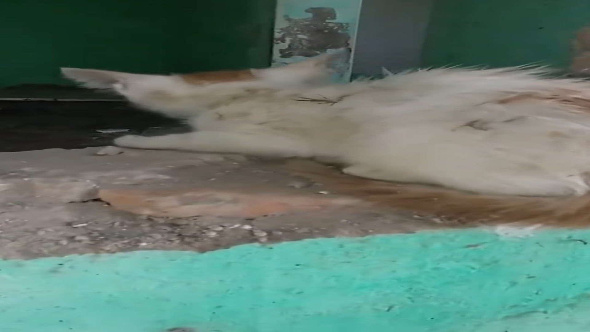 Full rescue here T0109031_Abandoned kitten in abandoned house was luckily rescued