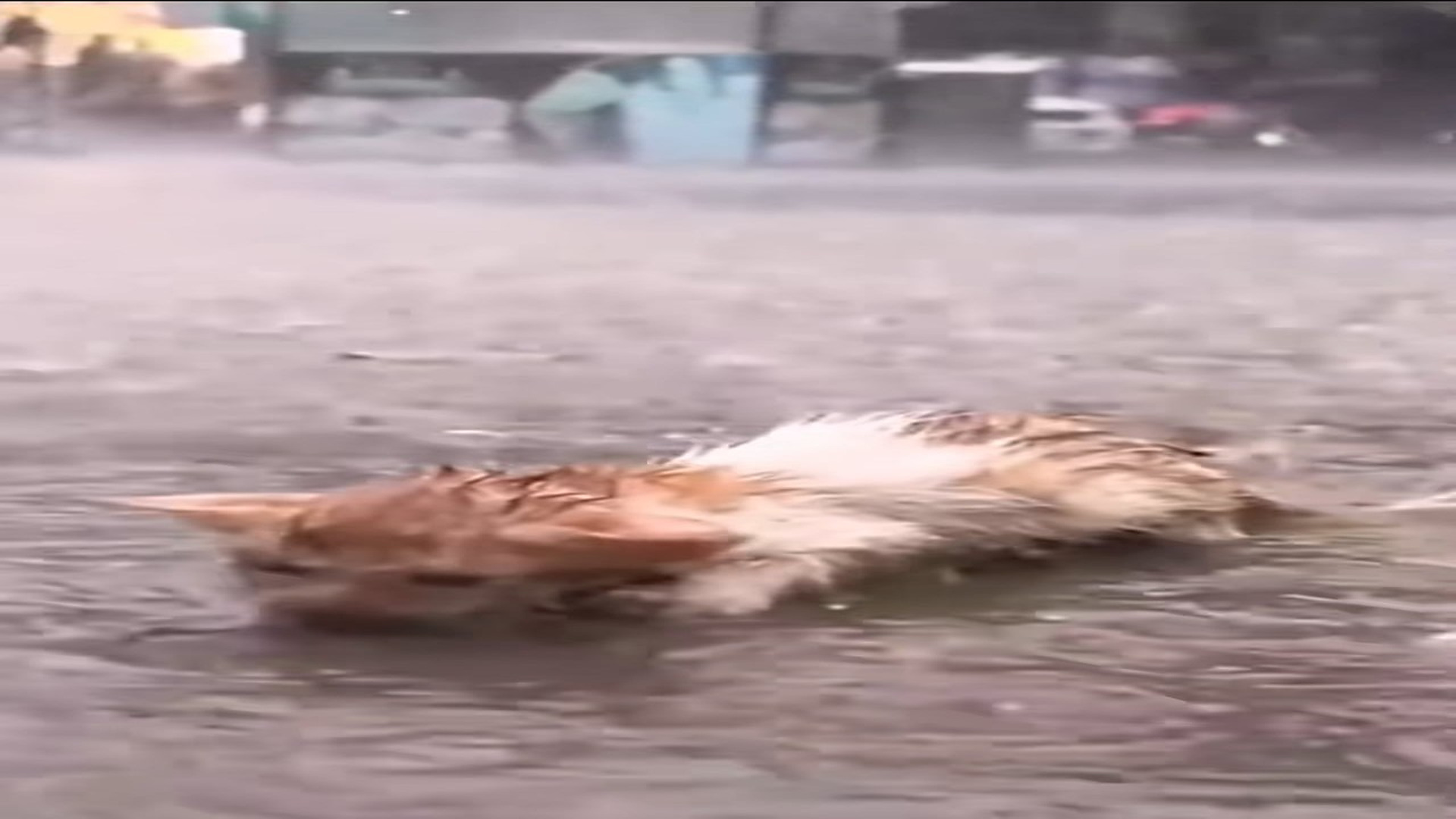 Full rescue here T0109042_Cat walking under wet coin lucky to be saved