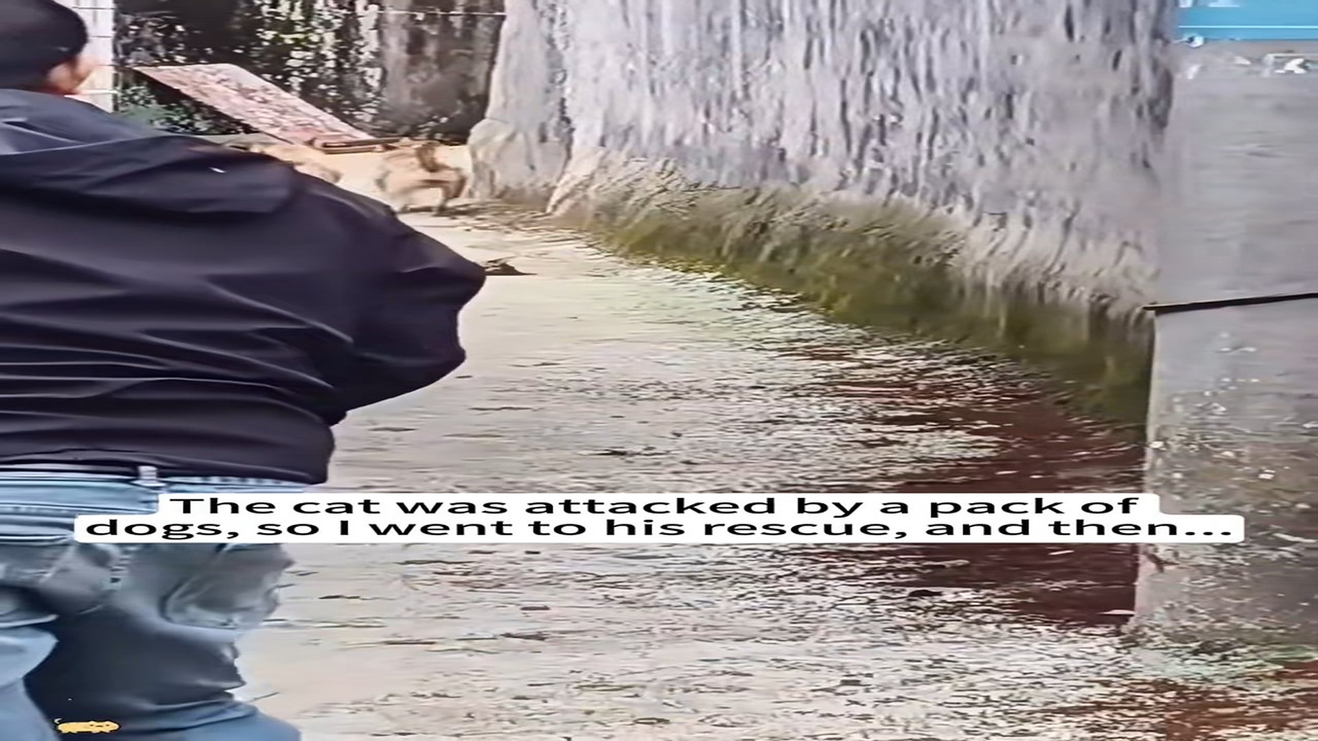 Full rescue here T0109043_cat was attacked by pack of dogs, so went to his rescue,