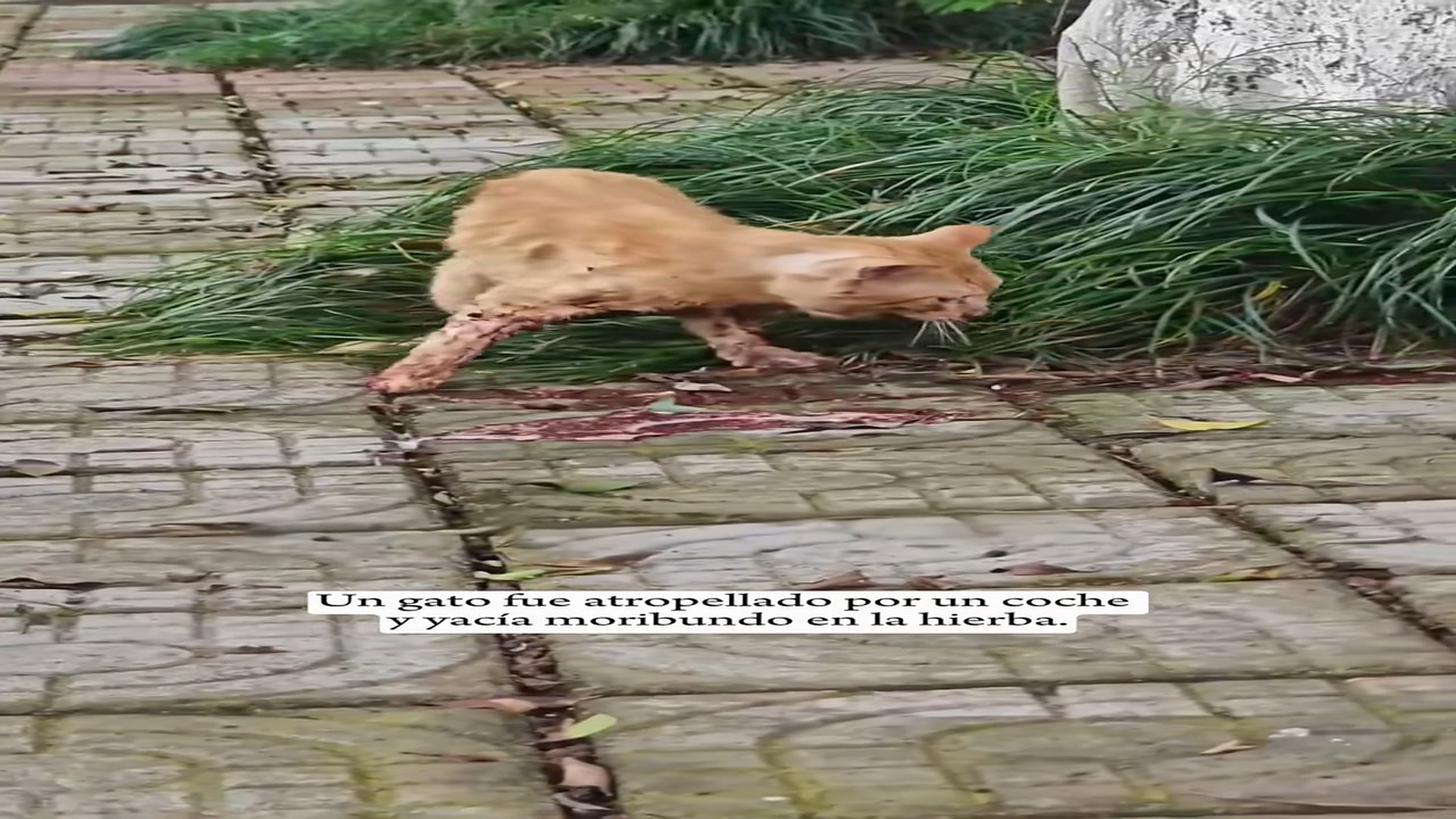 Full rescue here T0109044_cat was in car accident was lying on grass, barely alive