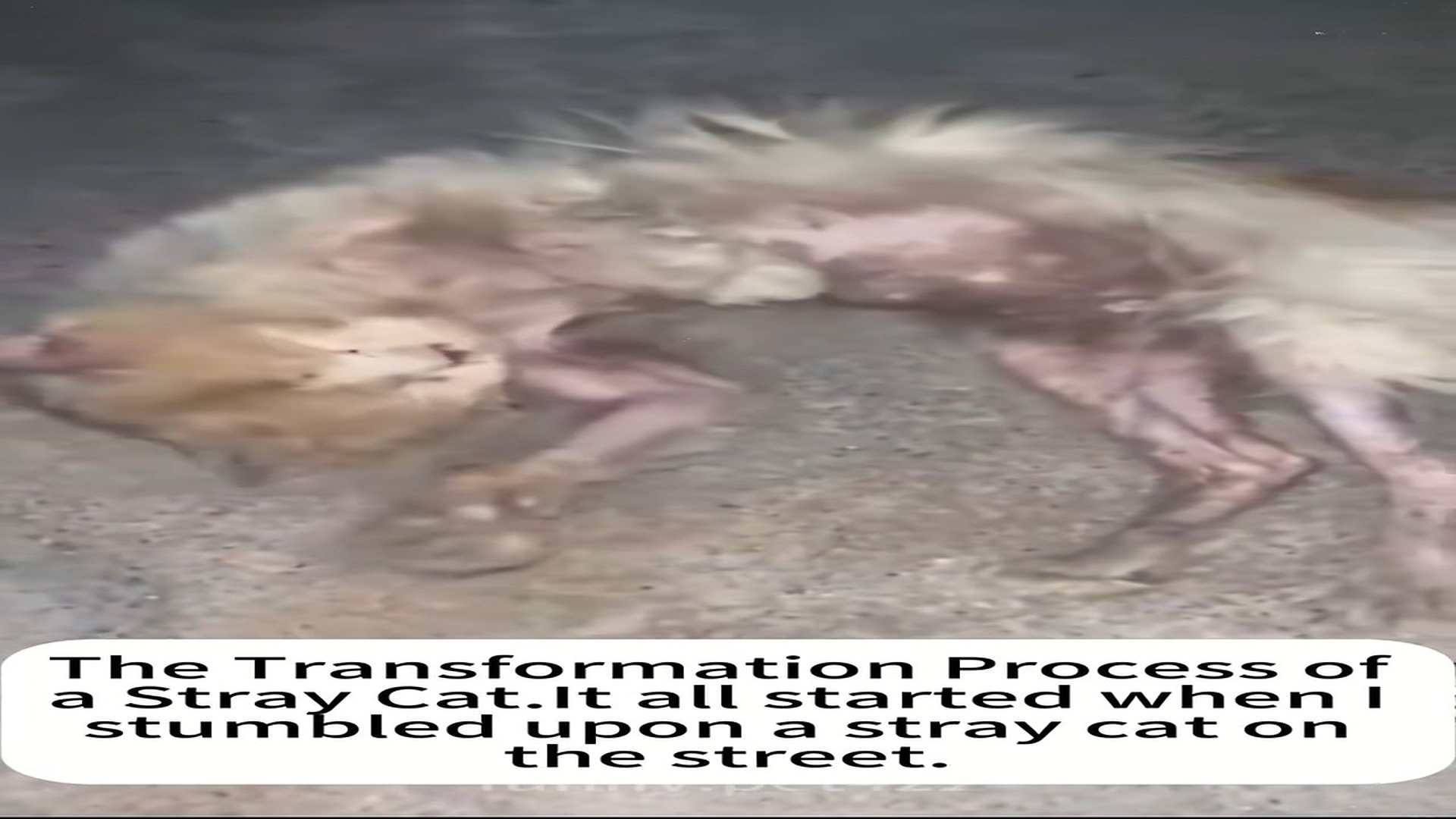 Full rescue here T0109045_Entire Process of Stray Cat Transformation