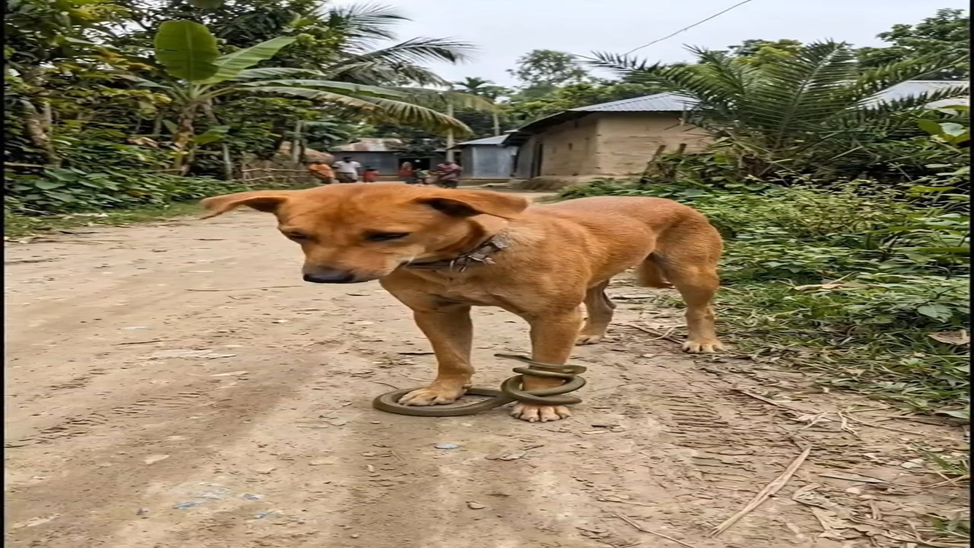 Full rescue here T0109046_Tiny Animal Gets A Miracle Rescue