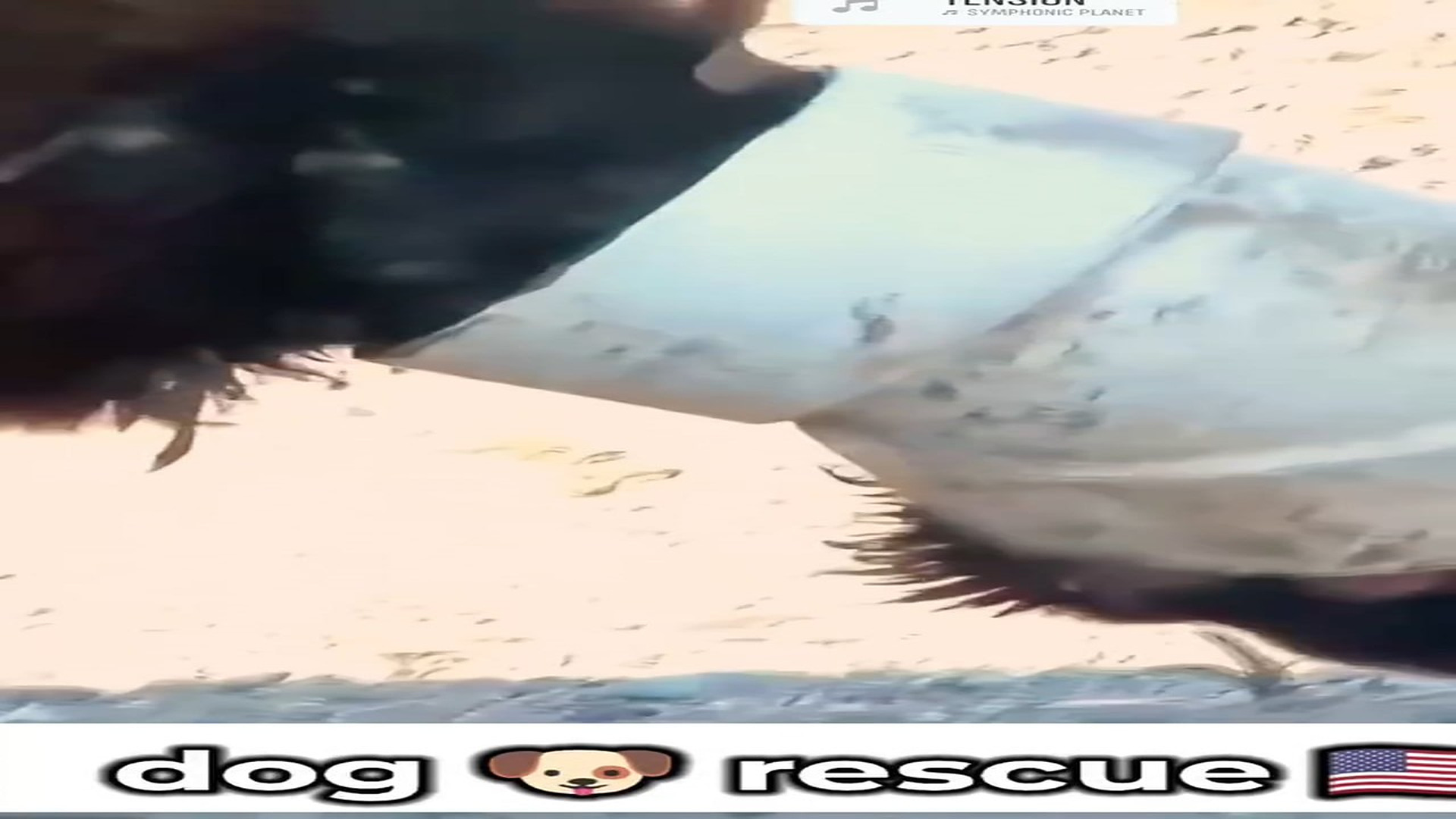 Full rescue here T0109047_Abandoned Animal Found Crying For Help