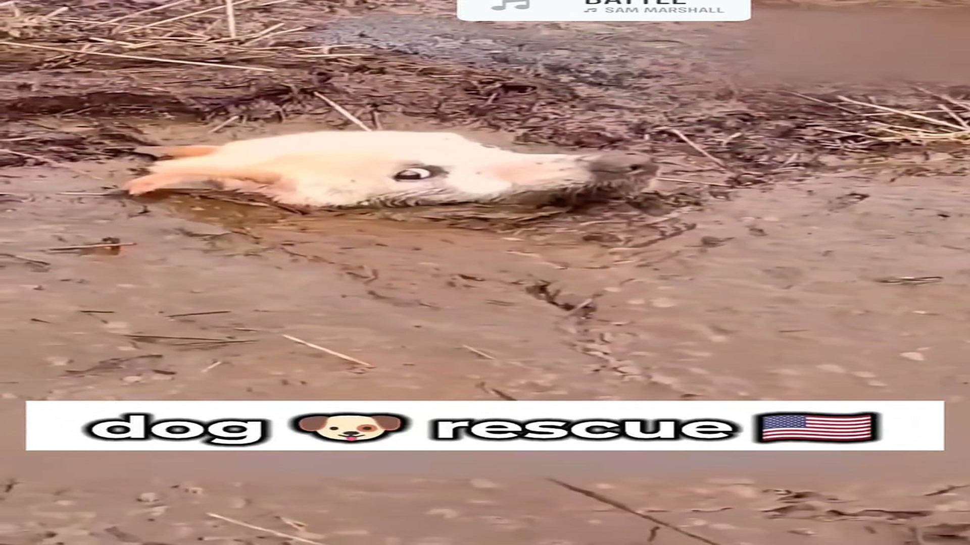 Full rescue here T0109048_Rescuers Save An Animal That Had Lost Hope