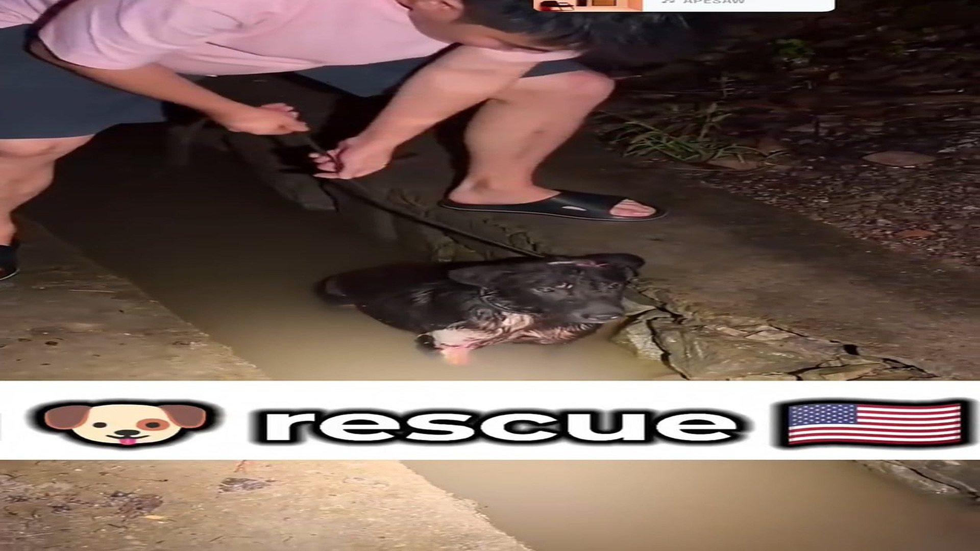 Full rescue here T0109049_Rescuers Save A Weak Animal Just In Time