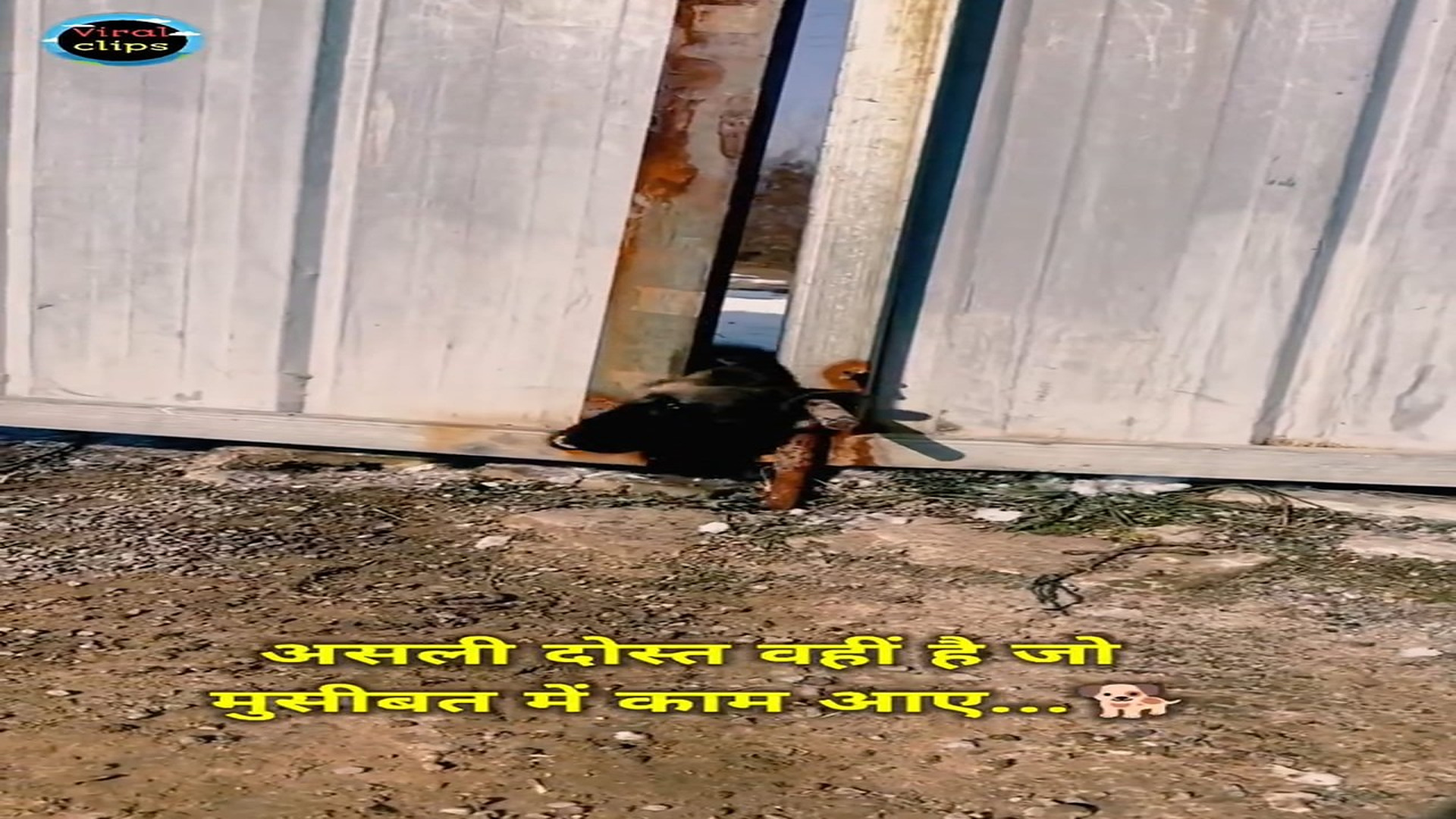 Full rescue here T0109050_A Small Animal Was Desperately Waiting For Help