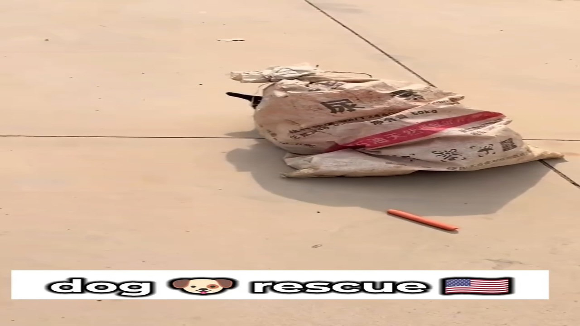 Full rescue here T0109052_A Helpless Animal Finally Finds Someone Who Cares