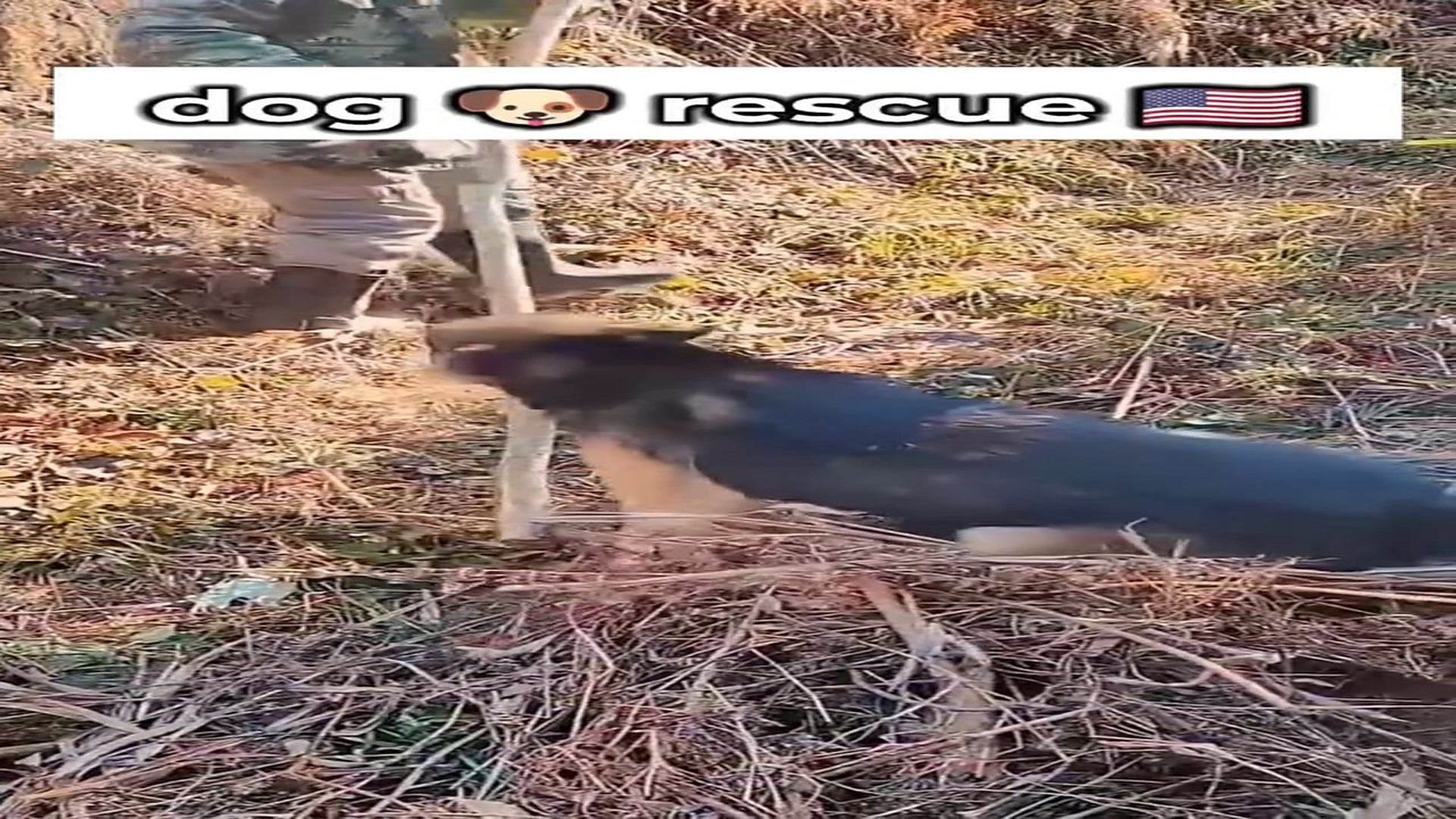 Full rescue here T0109053_Helpless Animal Found In A Dangerous Place