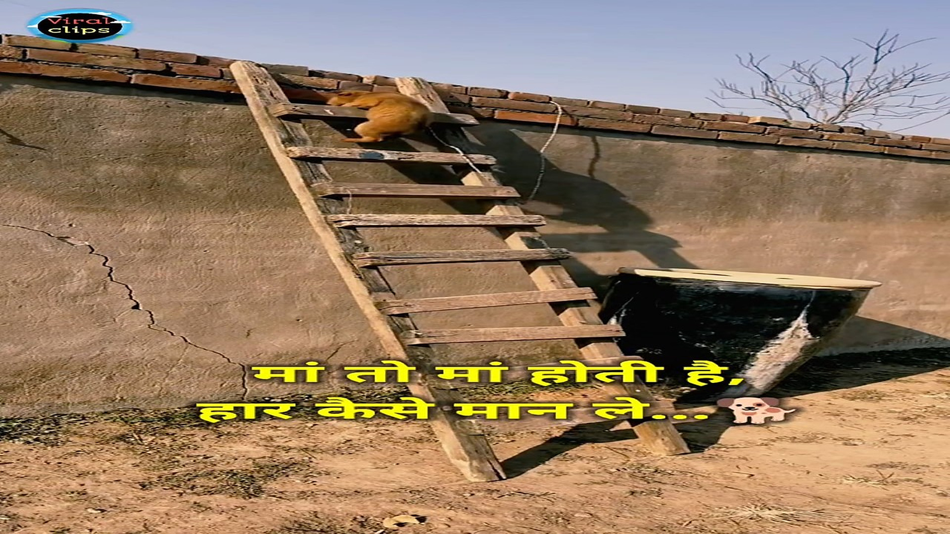 Full rescue here T0109054_Helpless Animal Rescued Just In Time