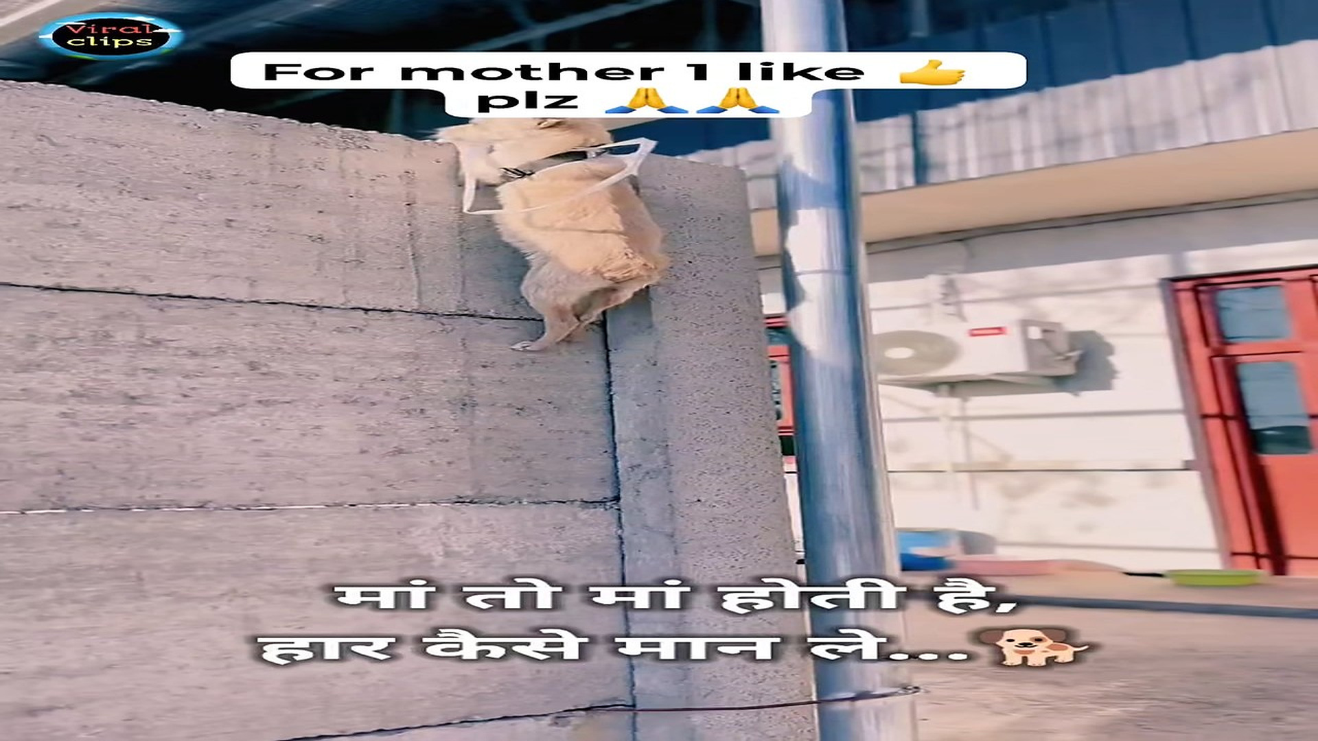 Full rescue here T0109057_This Helpless Animal Was Desperate For Rescue