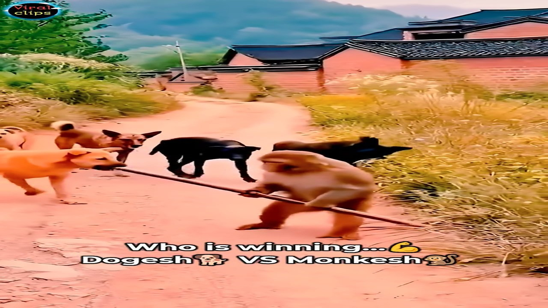 Full rescue here T0109061_Rescue Team Brings Hope To A Helpless Animal