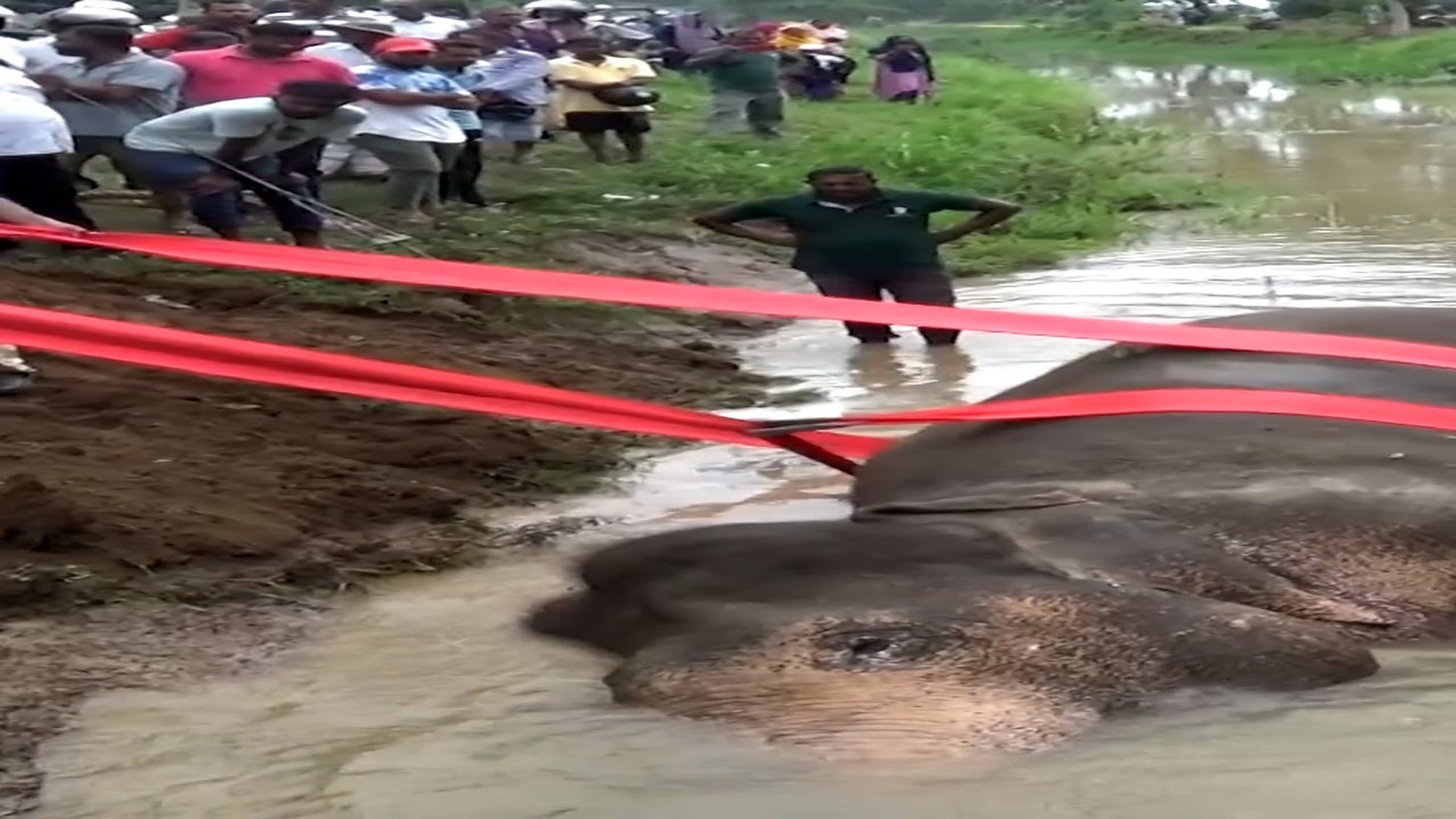 Full rescue here T0109075_A Weak Animal Finally Finds Safety