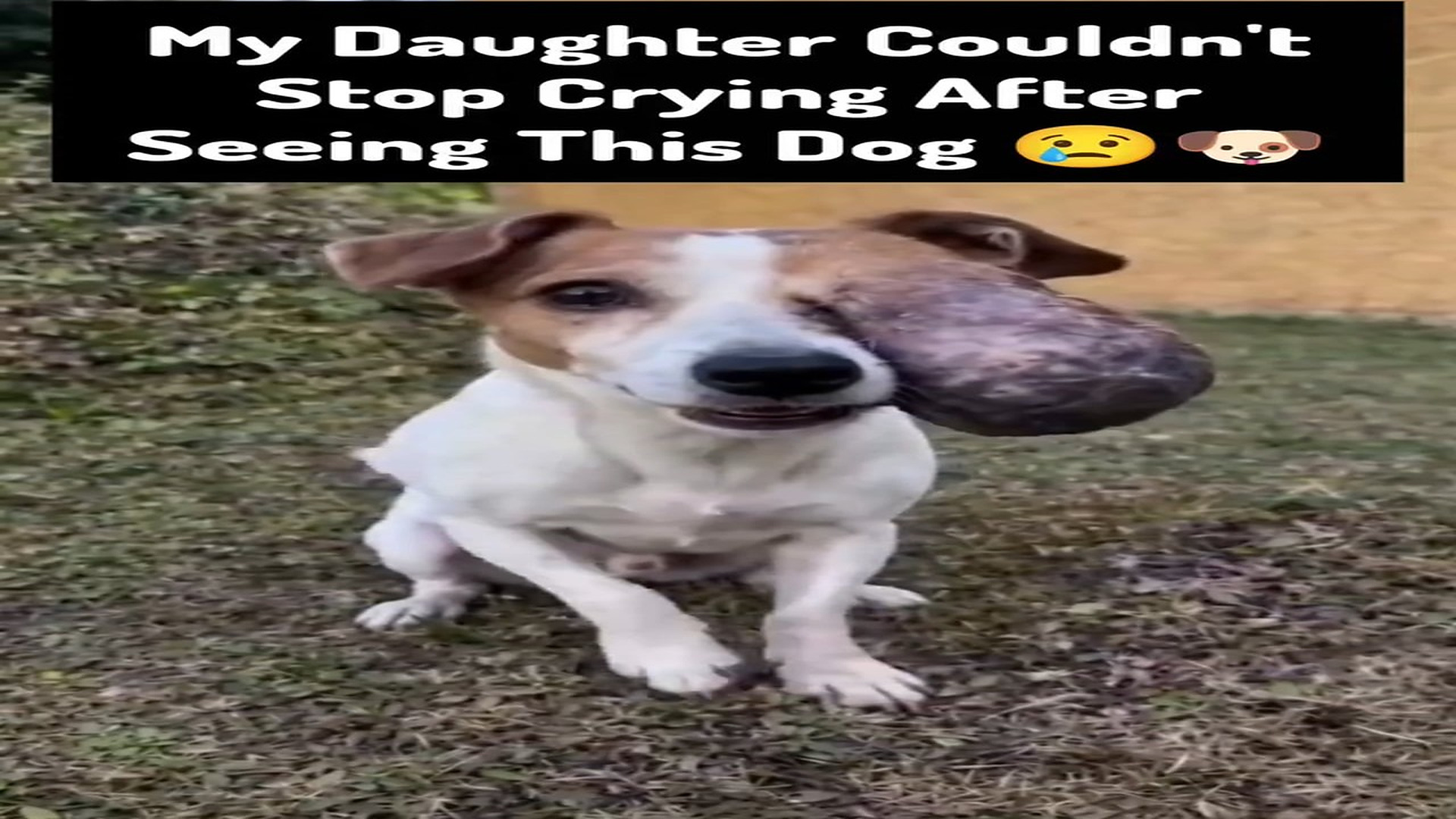 Full rescue here T0109078_Emotional Animal Rescue That Changed Everything