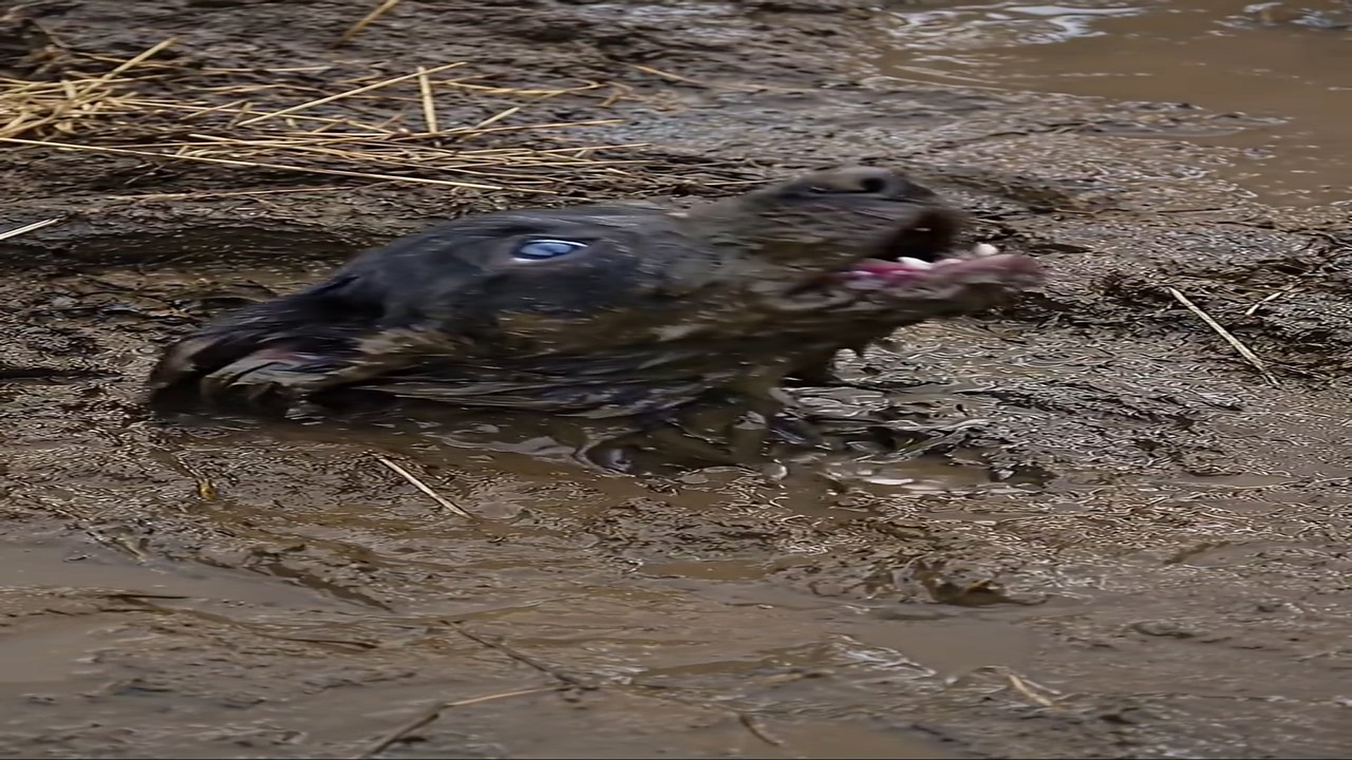 Full rescue here T0109079_A Scared Animal Was Finally Brought To Safety